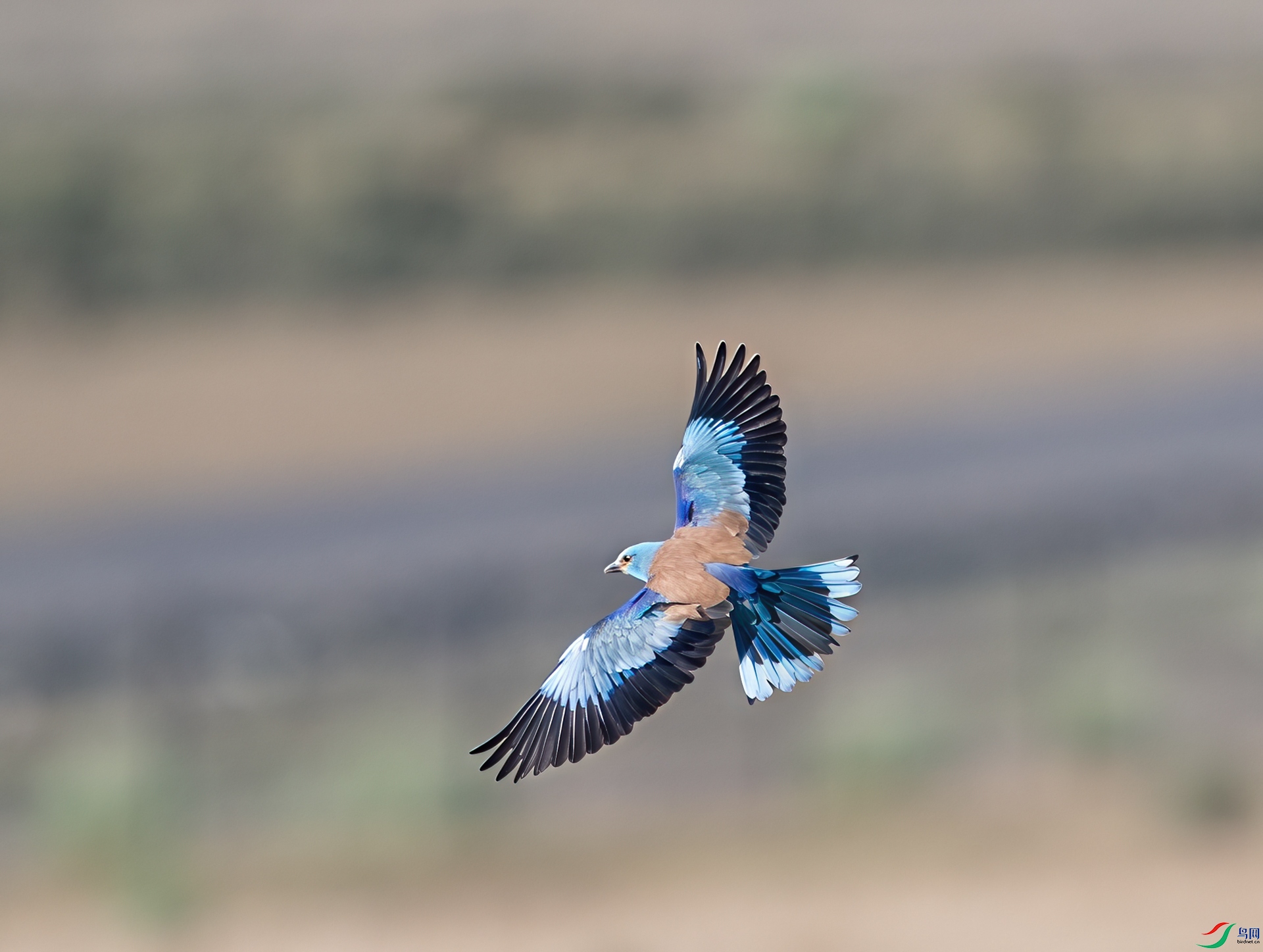 DSC_2589-3.jpg