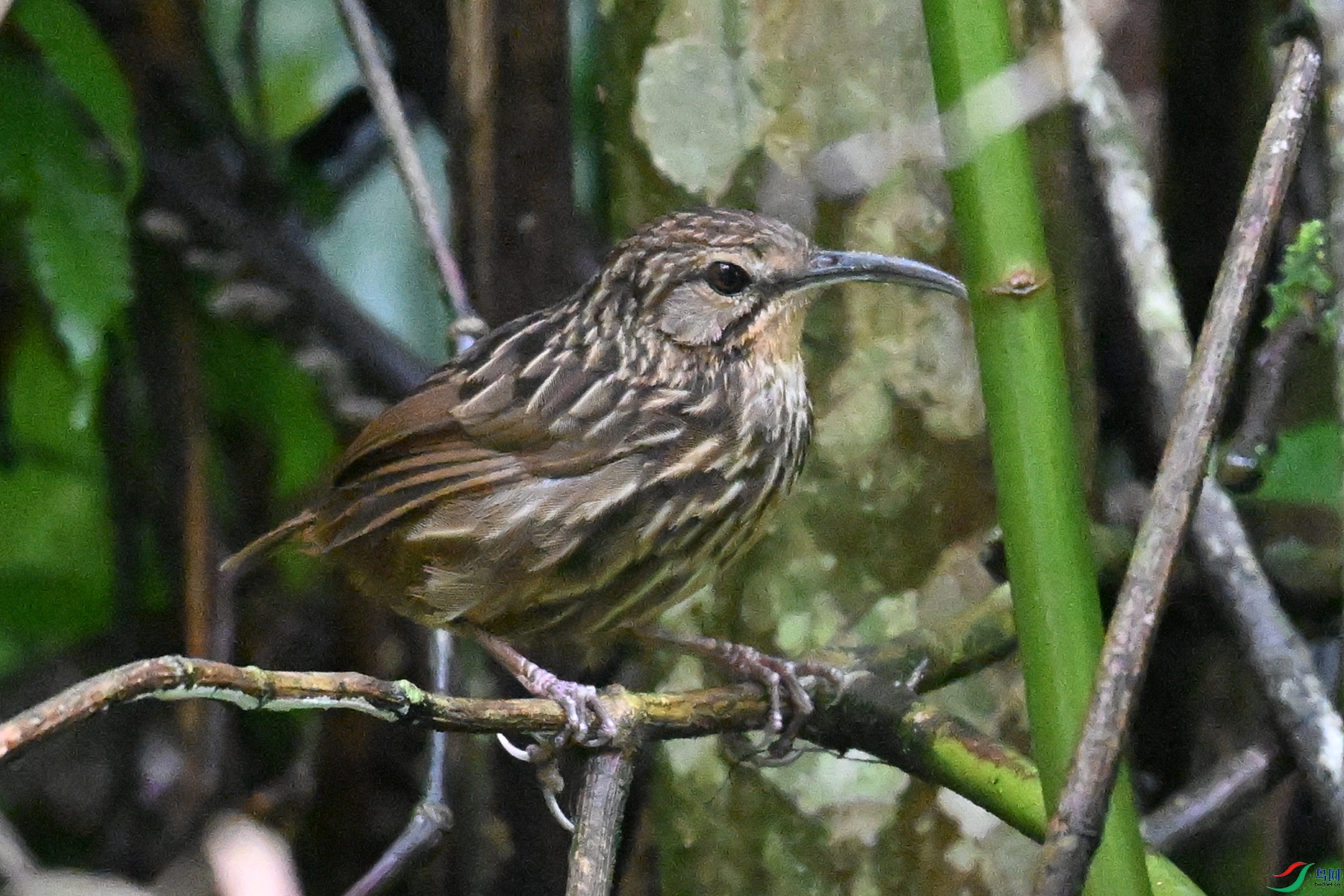 DSC_0557.JPG