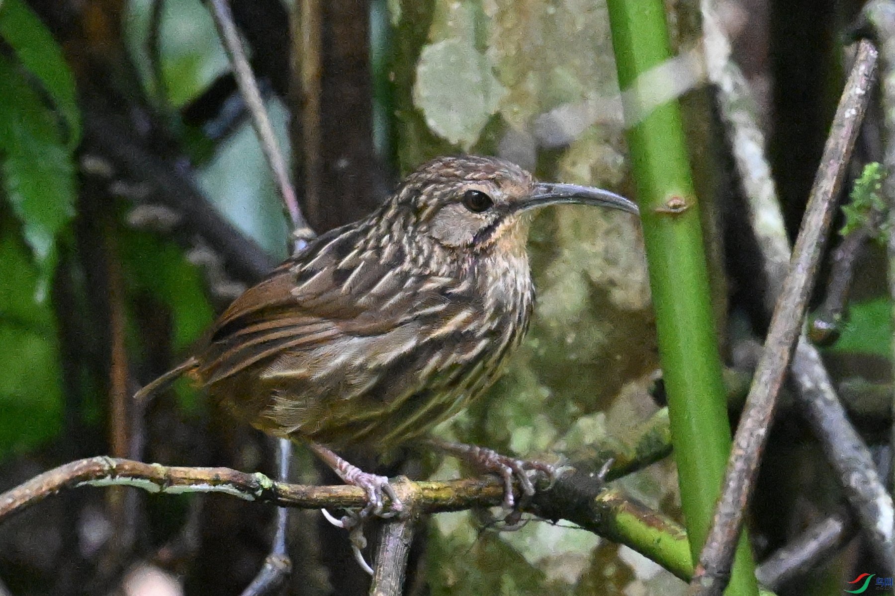 DSC_0556.JPG