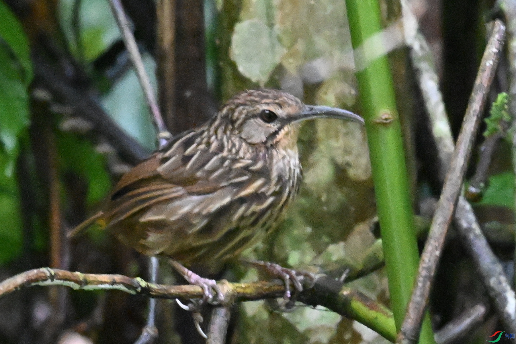 DSC_0561.JPG