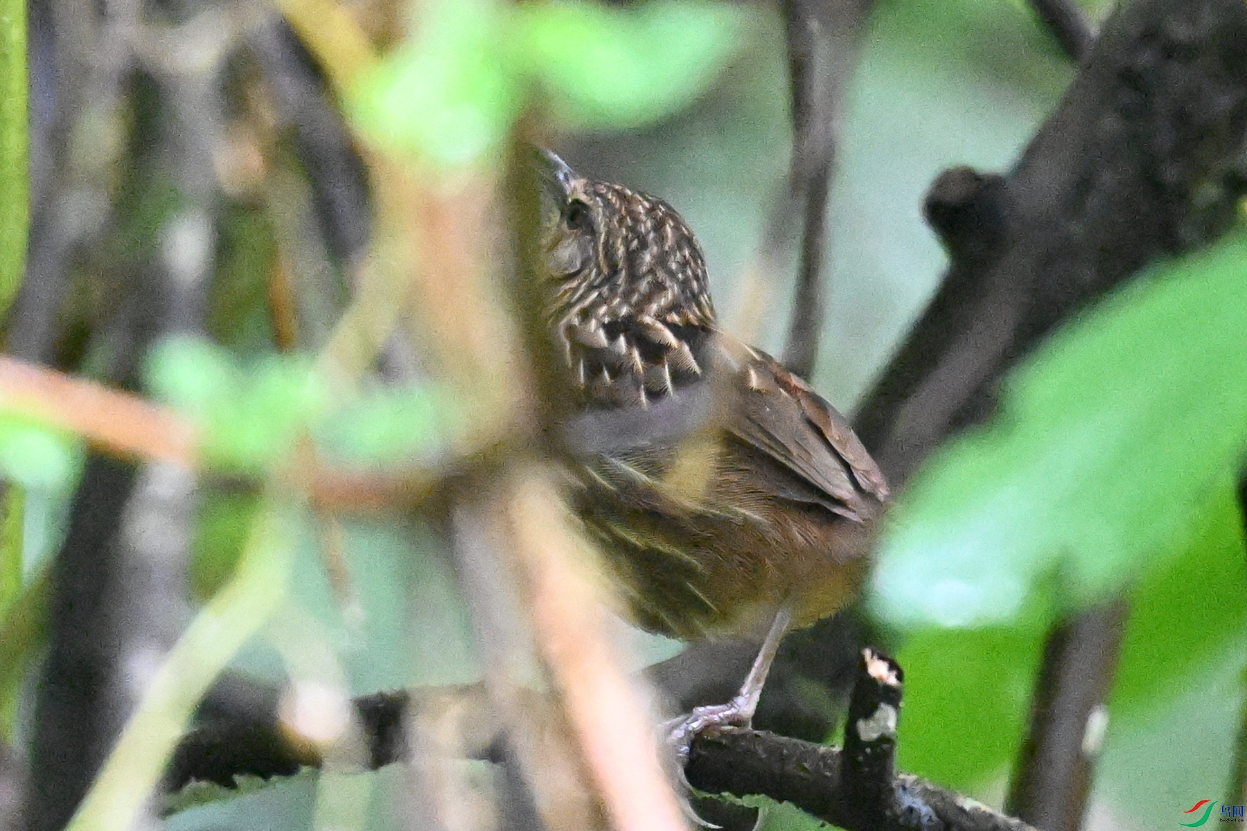 DSC_0538.JPG