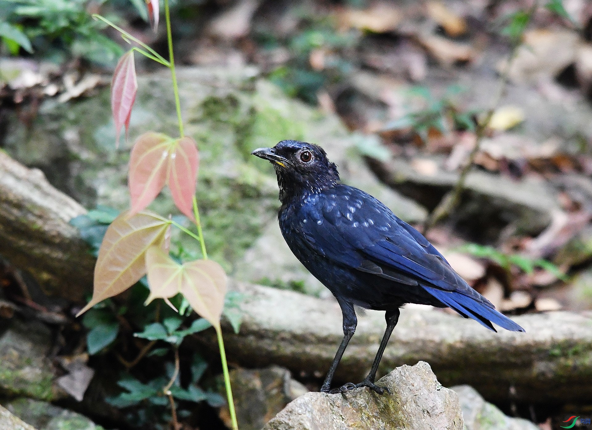 DSC_6132.jpg