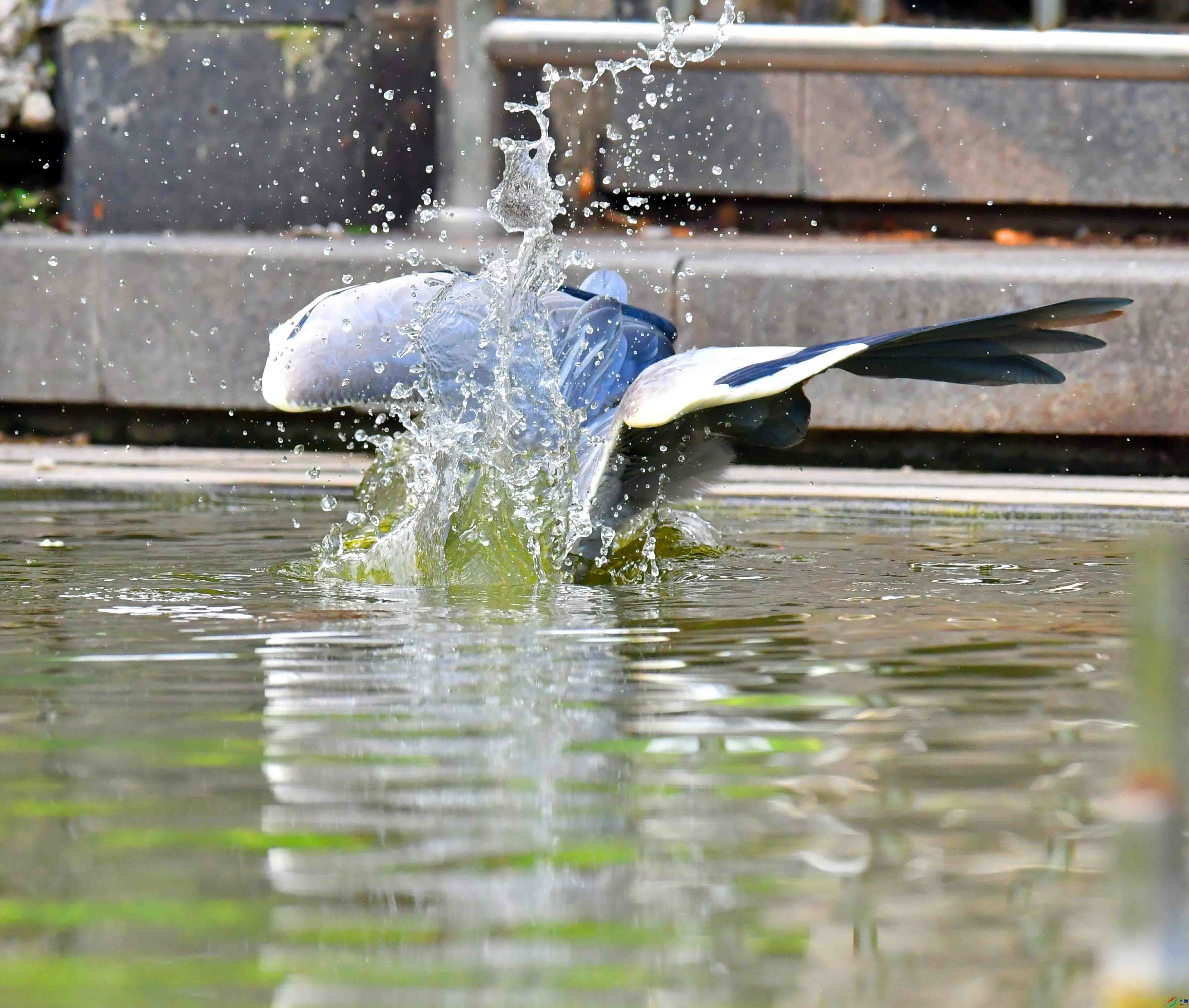 DSC_4473.JPG