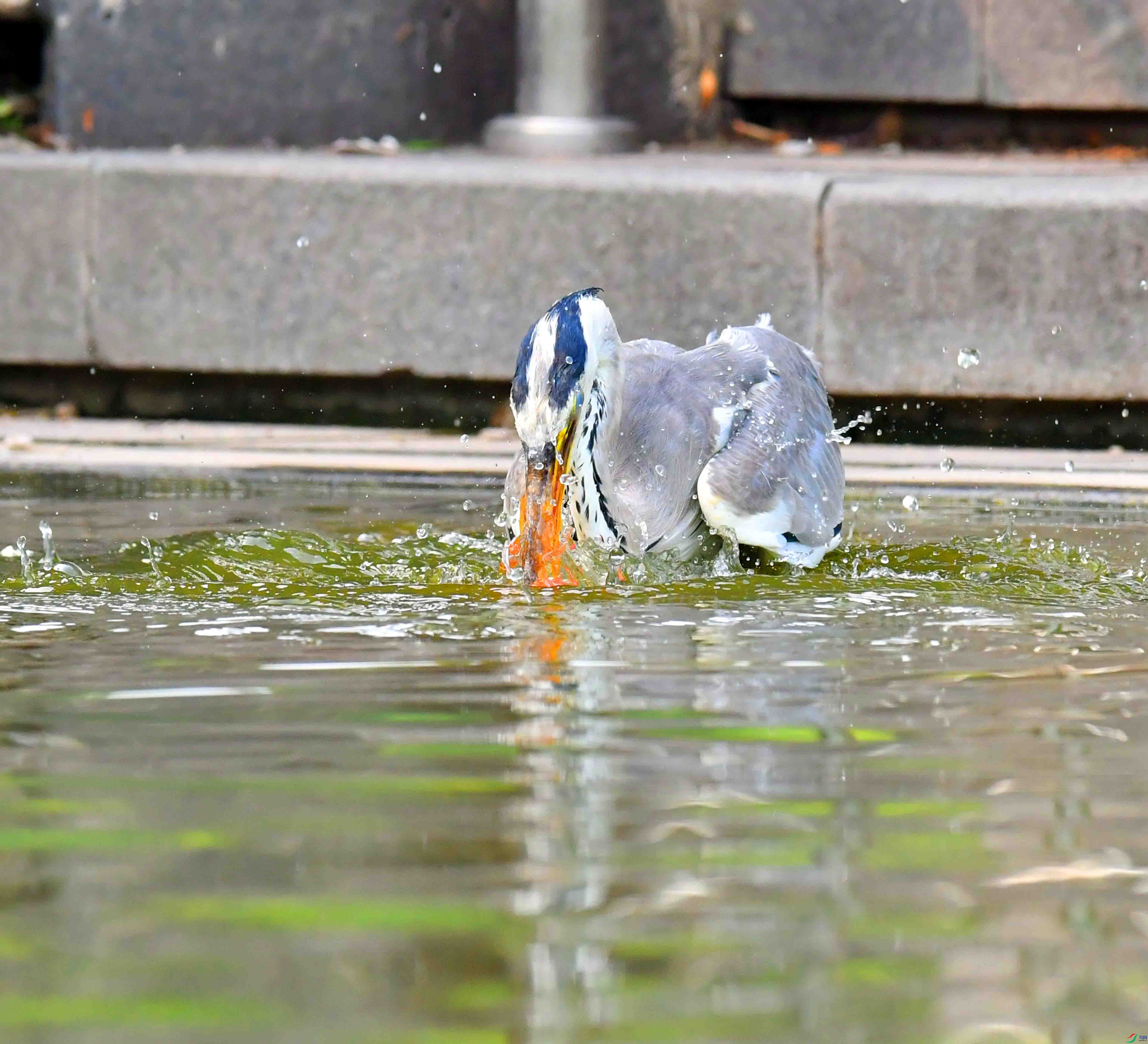 DSC_4476.JPG