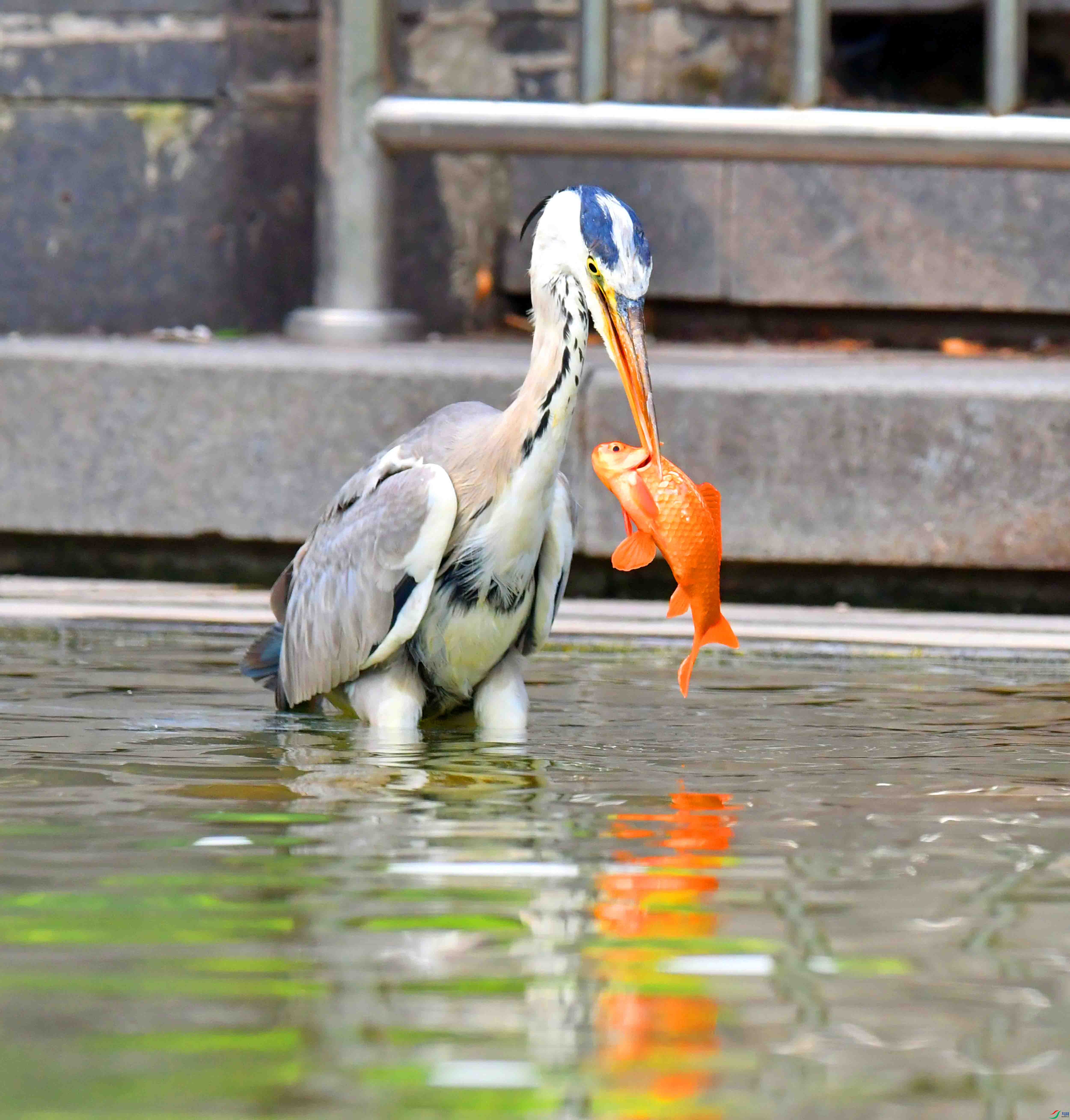 DSC_4504.JPG