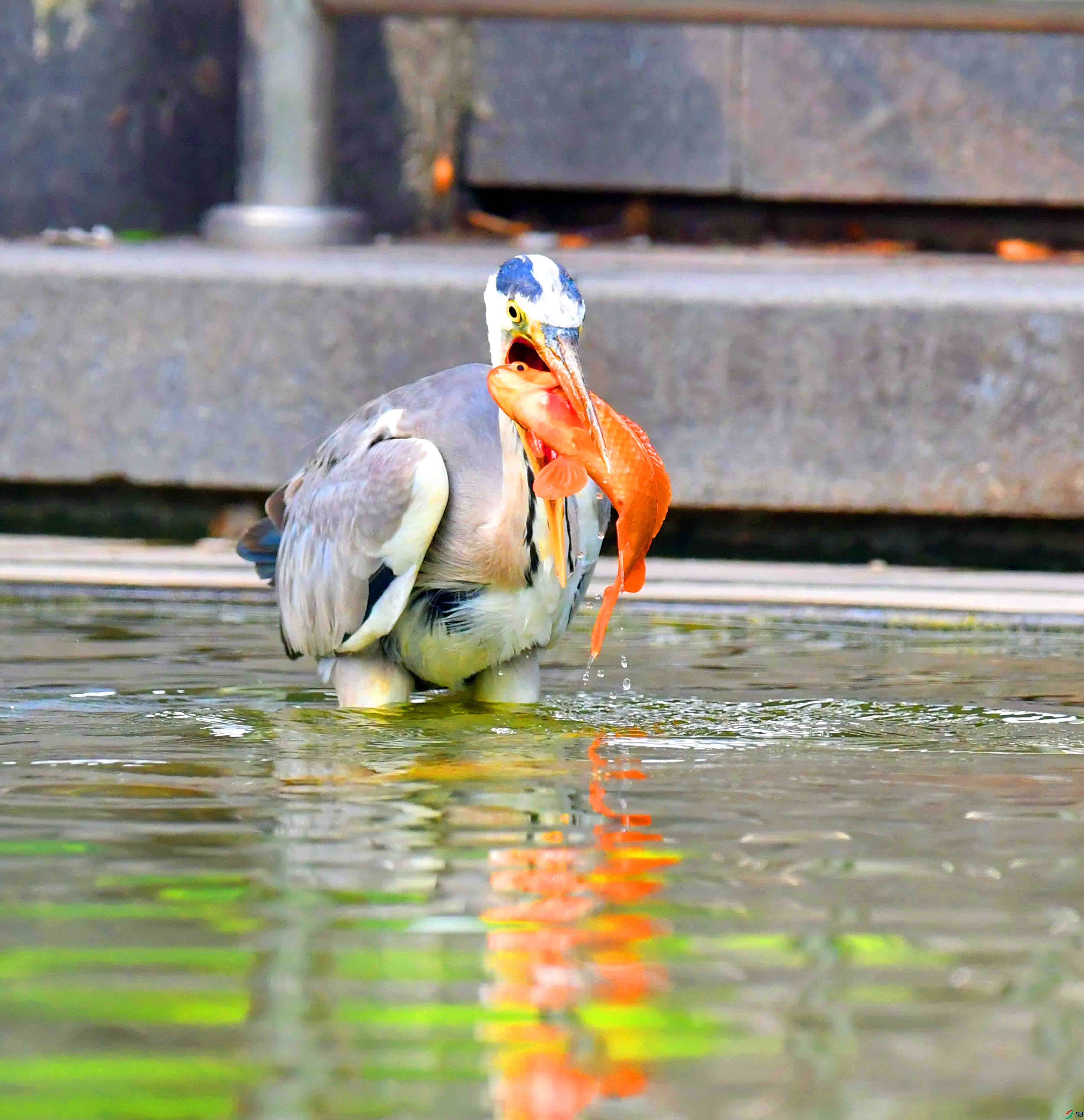 DSC_4510.JPG
