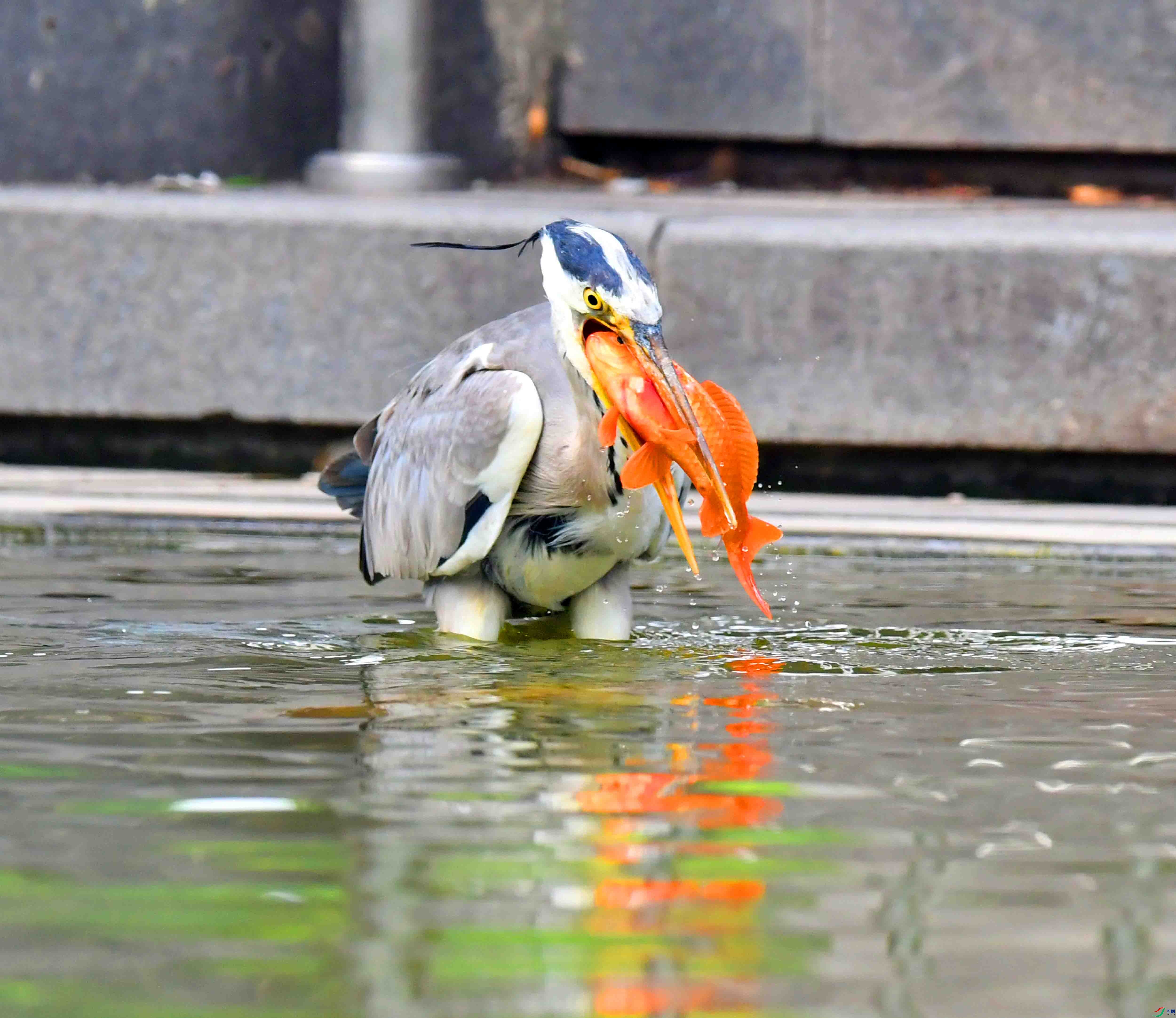 DSC_4511.JPG
