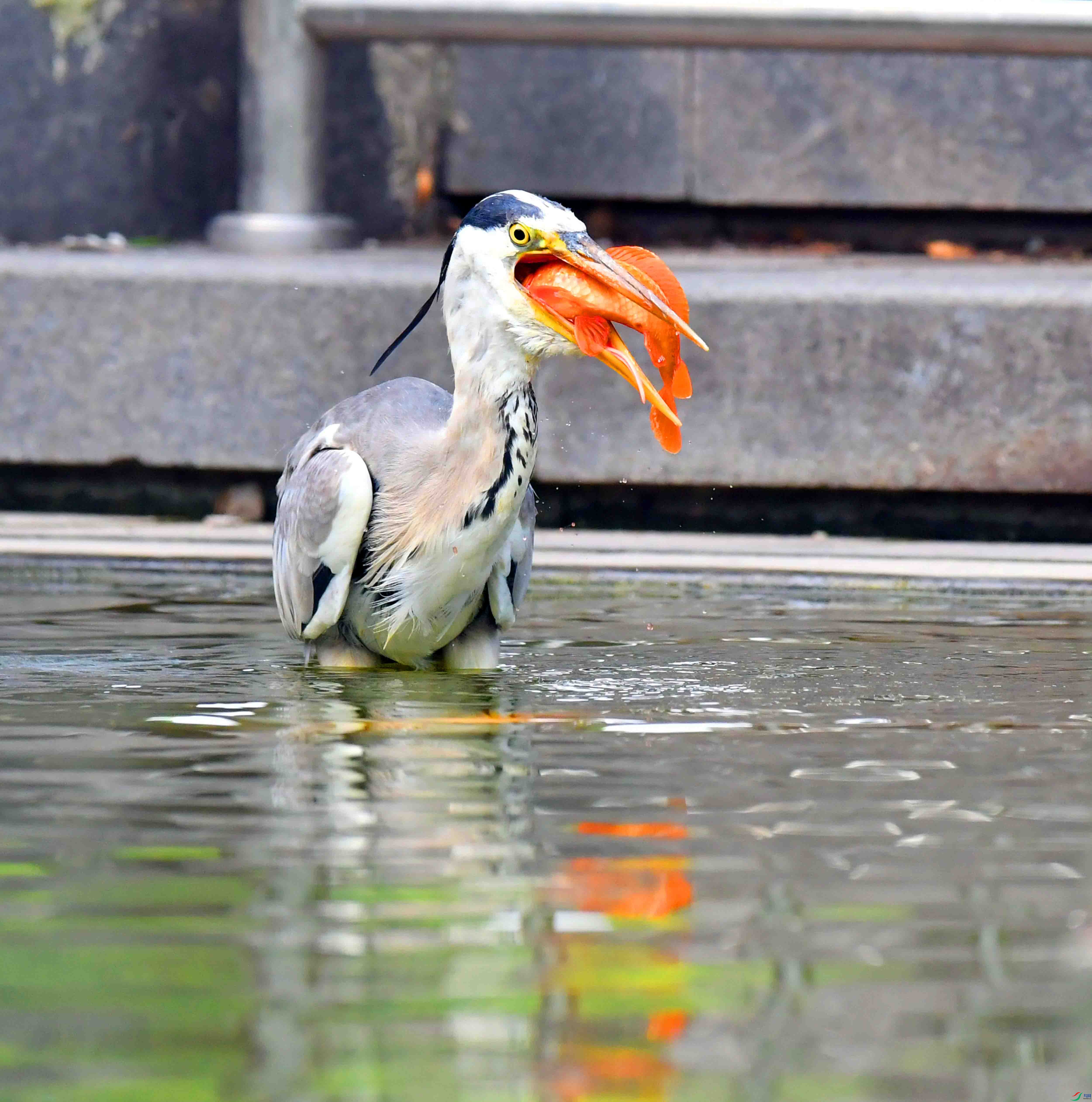 DSC_4515.JPG