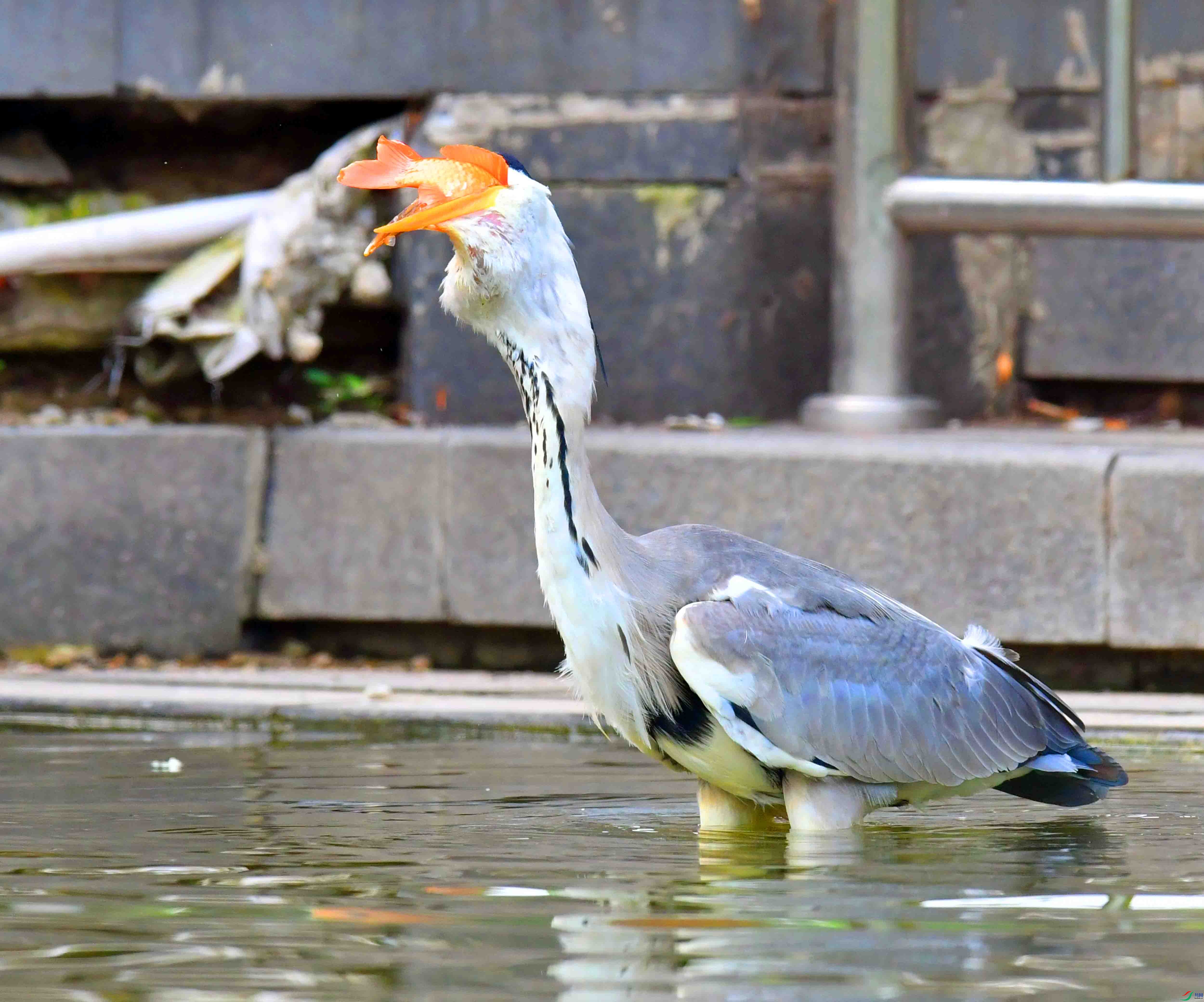 DSC_4524.JPG
