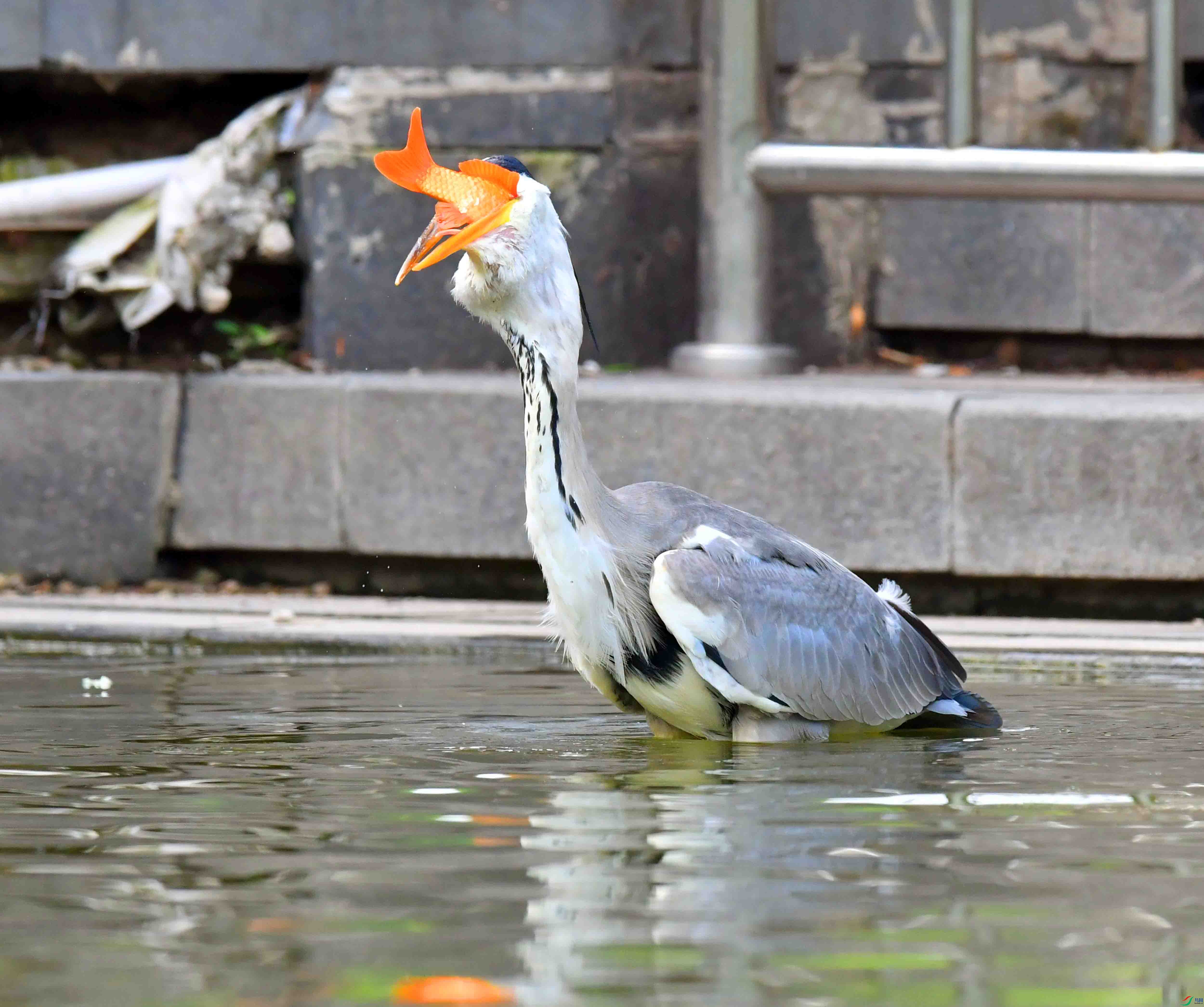 DSC_4522.JPG