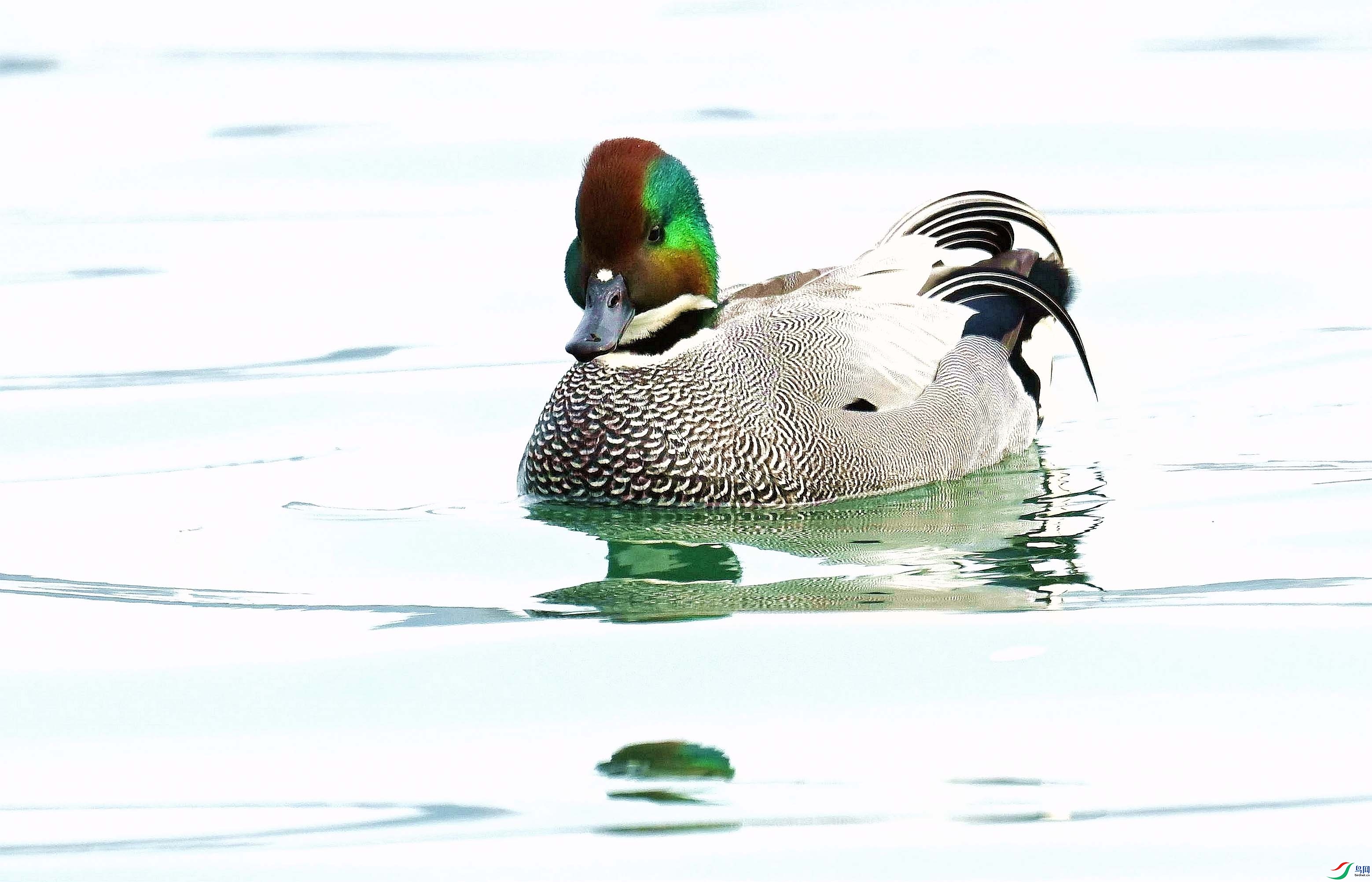 DSC_8042_����.jpg