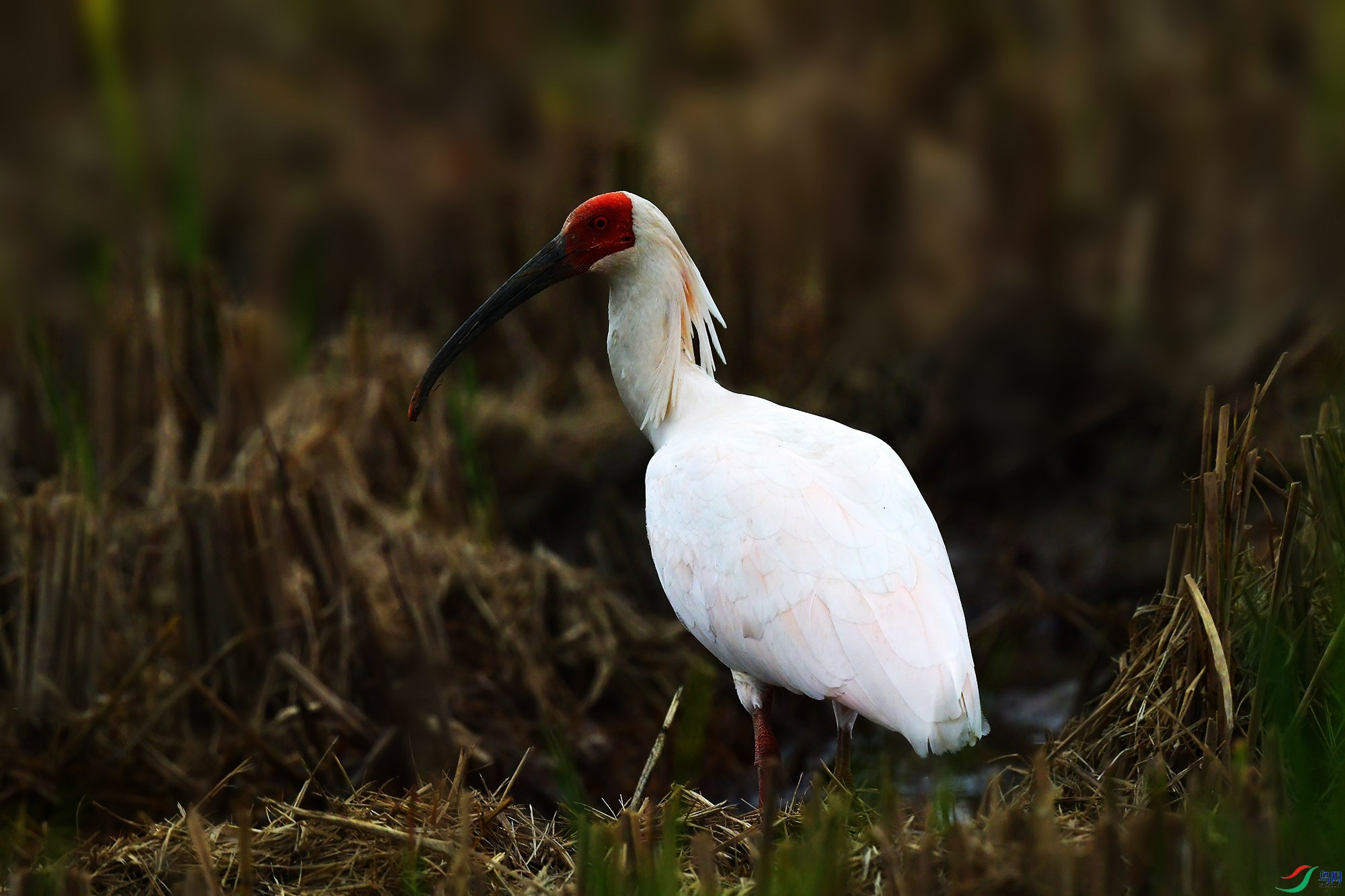 DSC_7405_.jpg