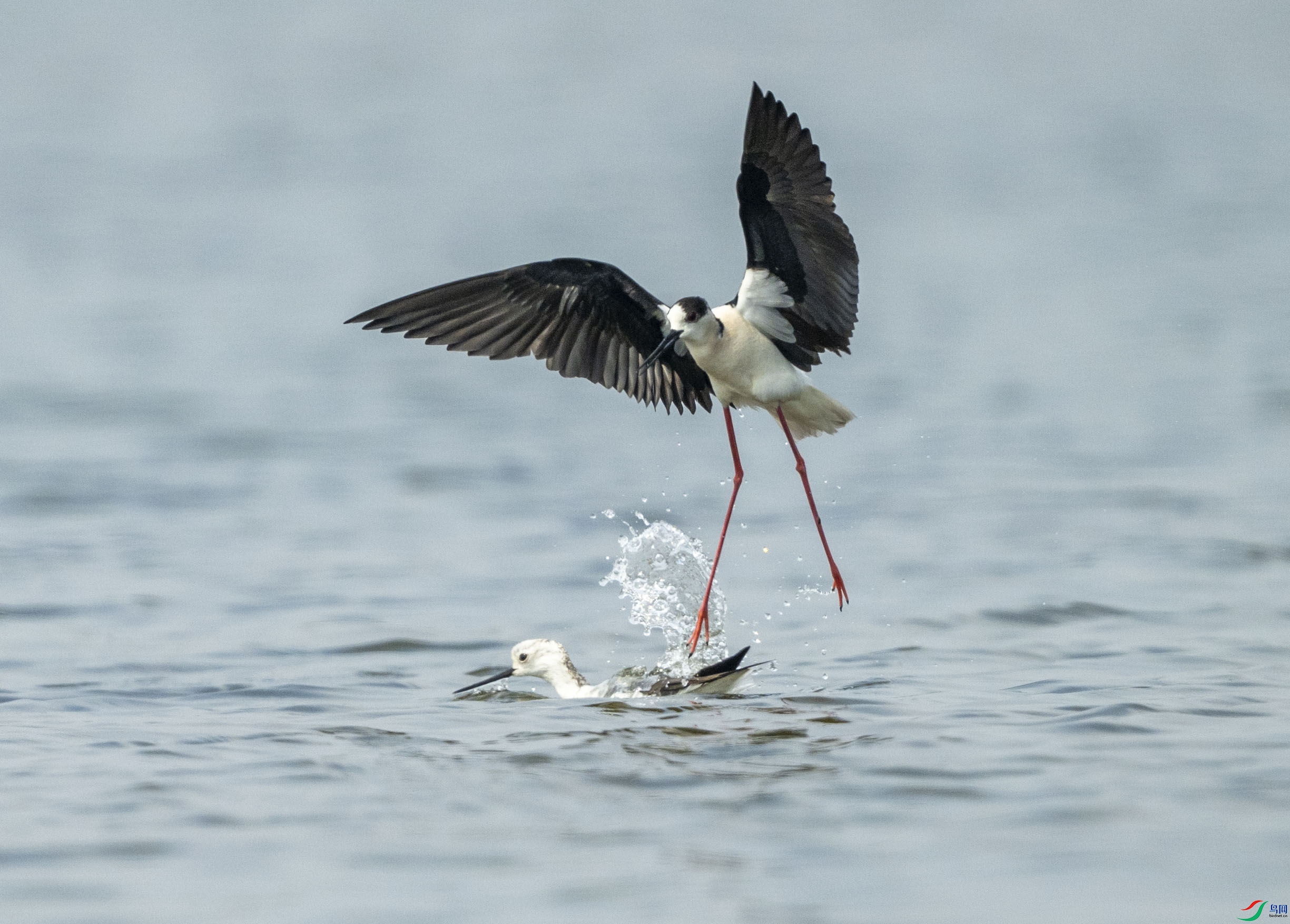 DSC_6342.jpg