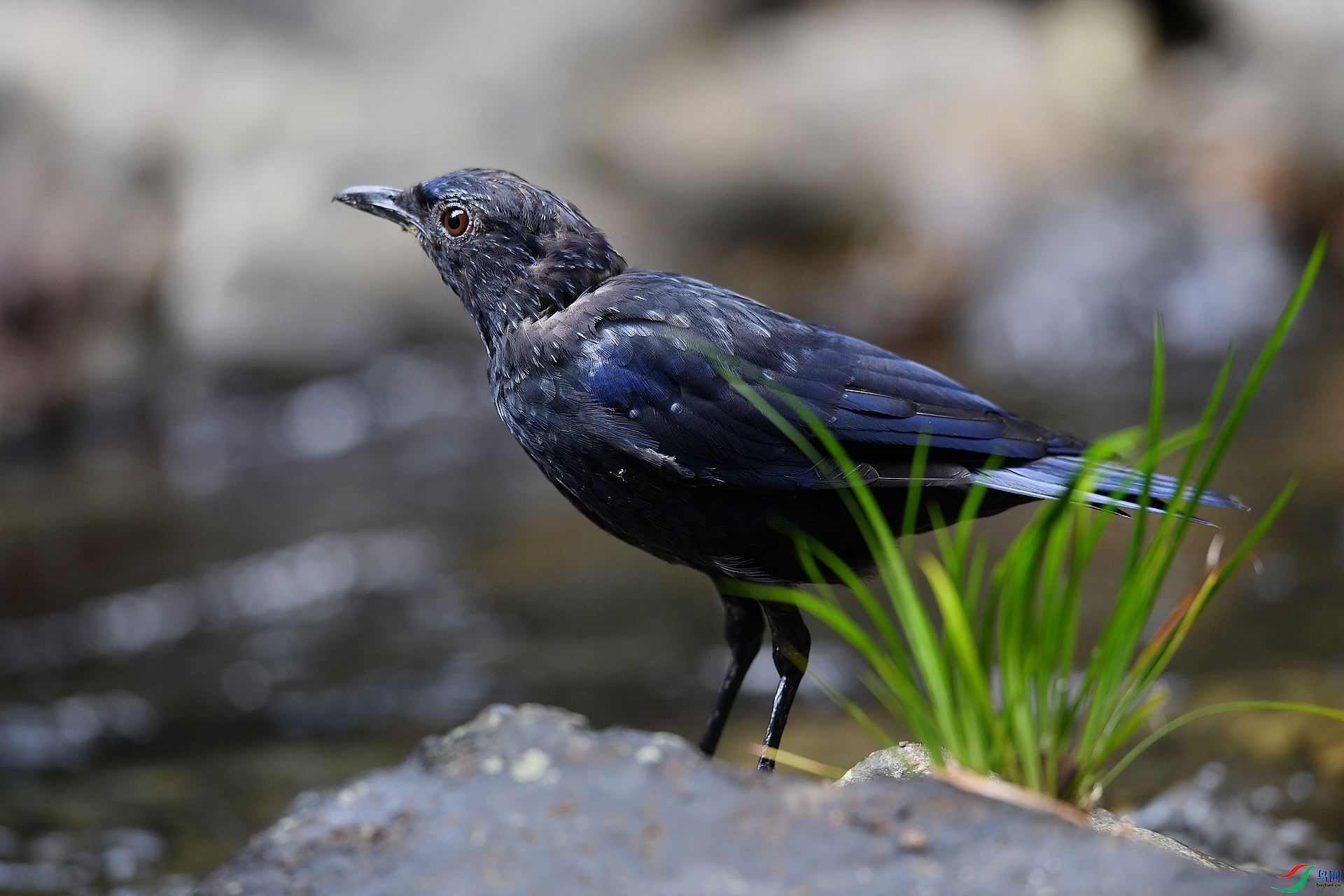 DSC_6111.jpg