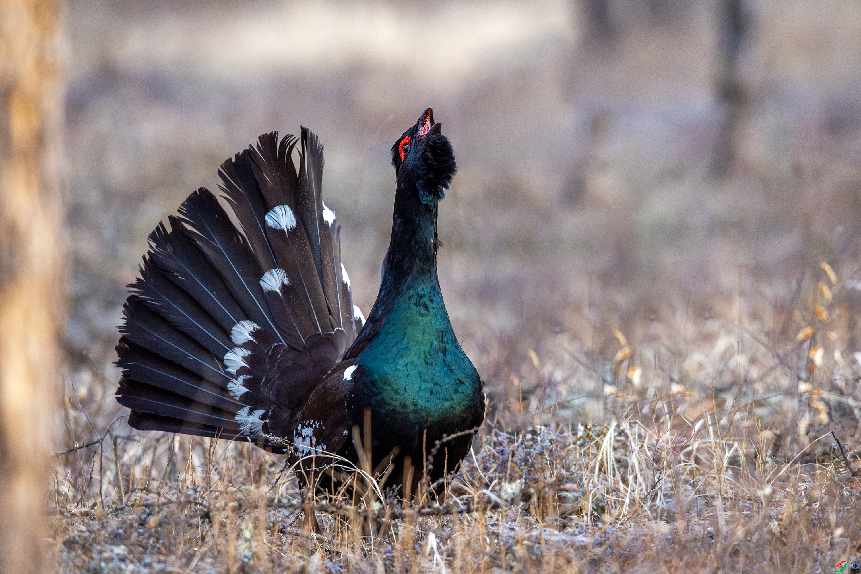 _DSC3951-����ǿ-NR�����ɼ�26-04.jpg