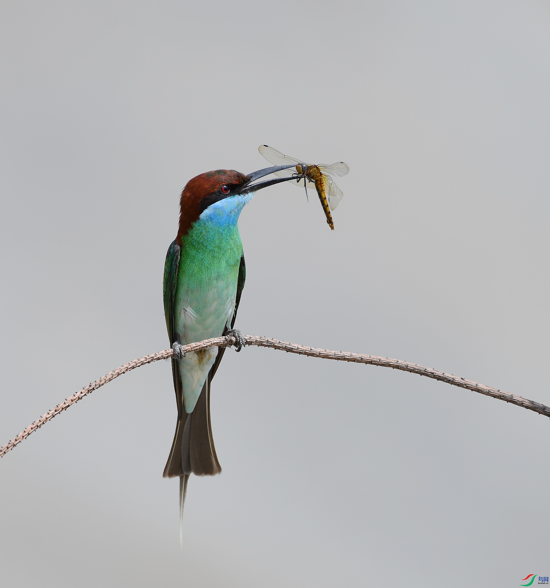 DSC_1528.jpg