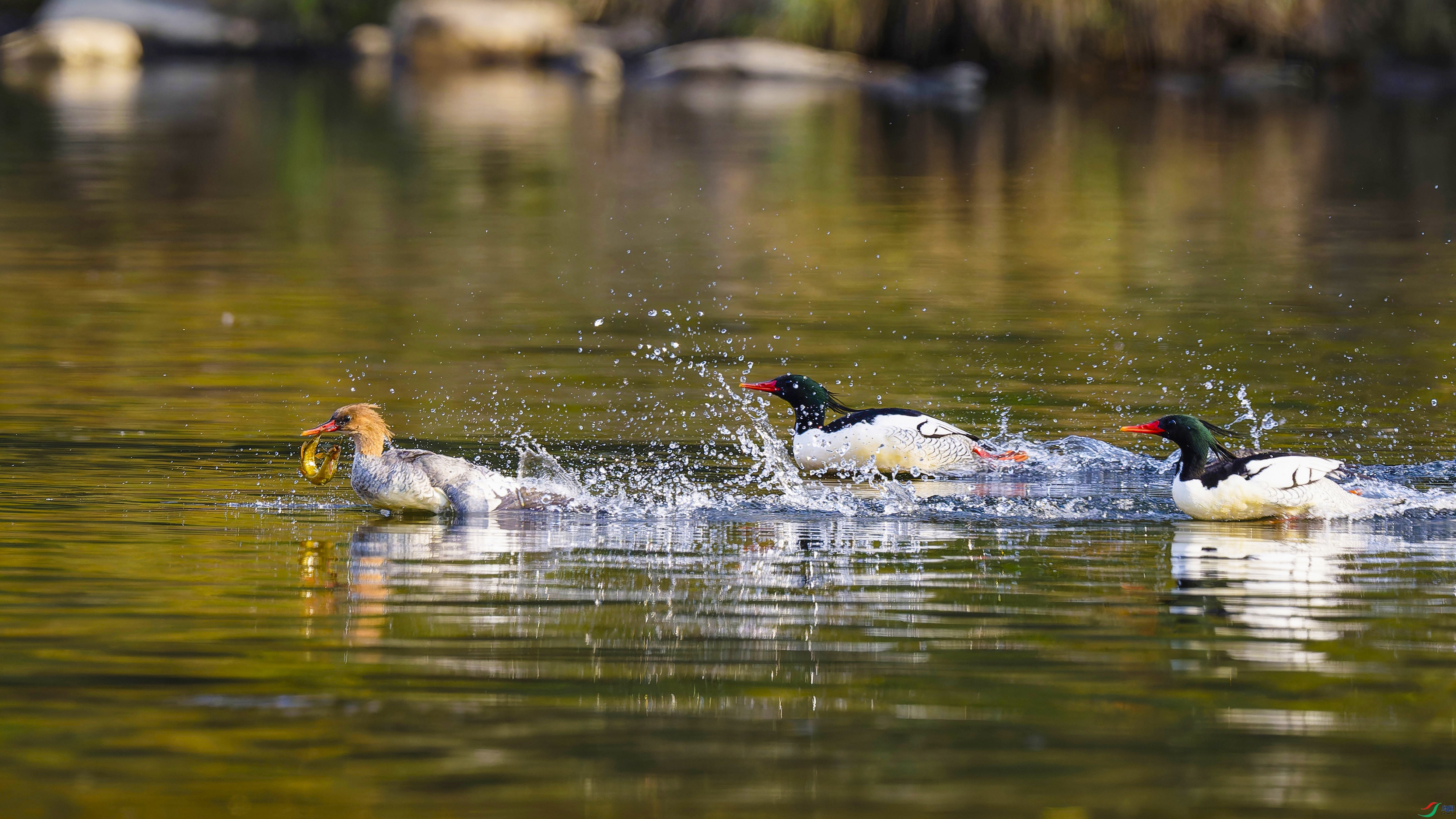 20251003-_DSC8466-NEF.jpg-1.jpg