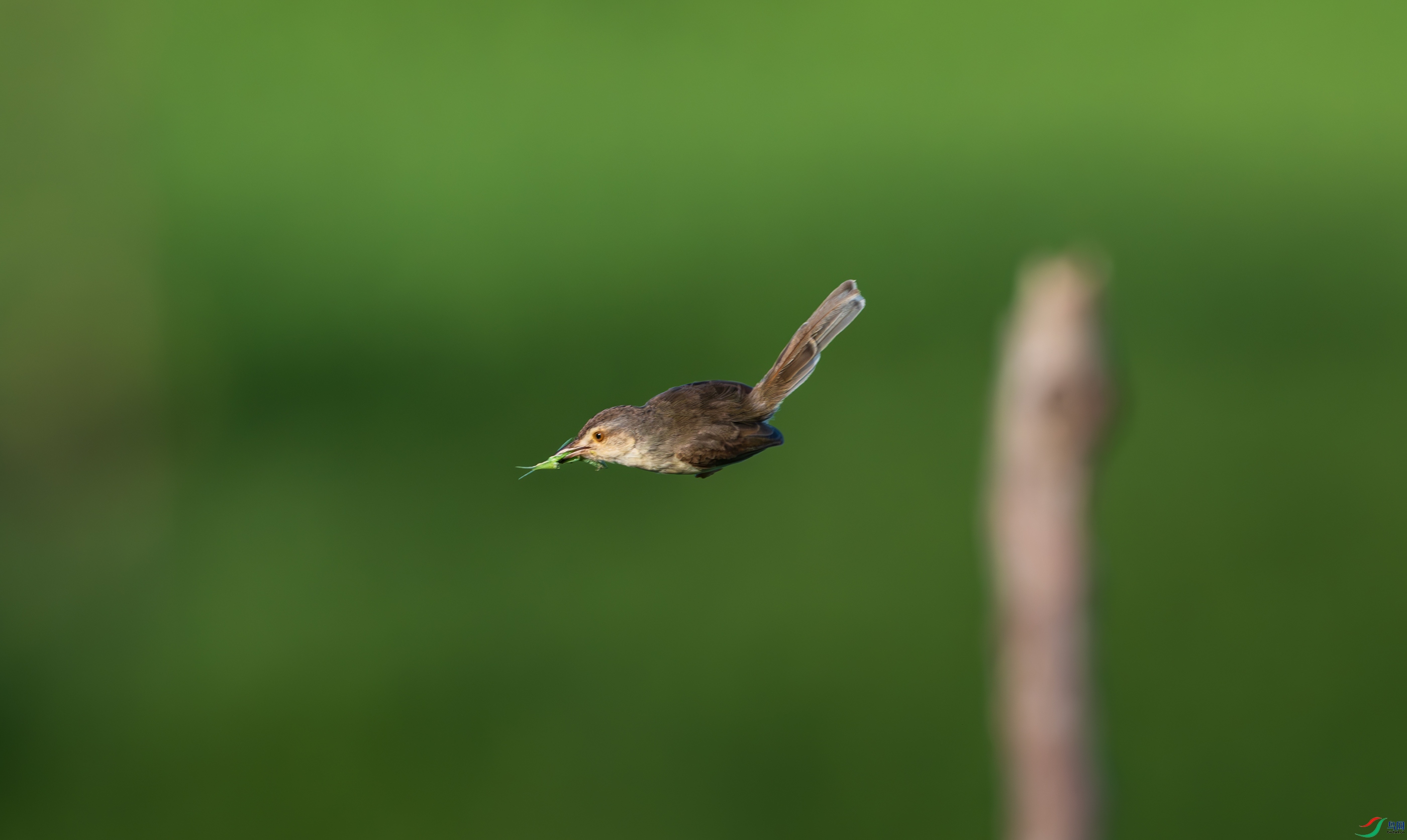 DSC_5668.jpg