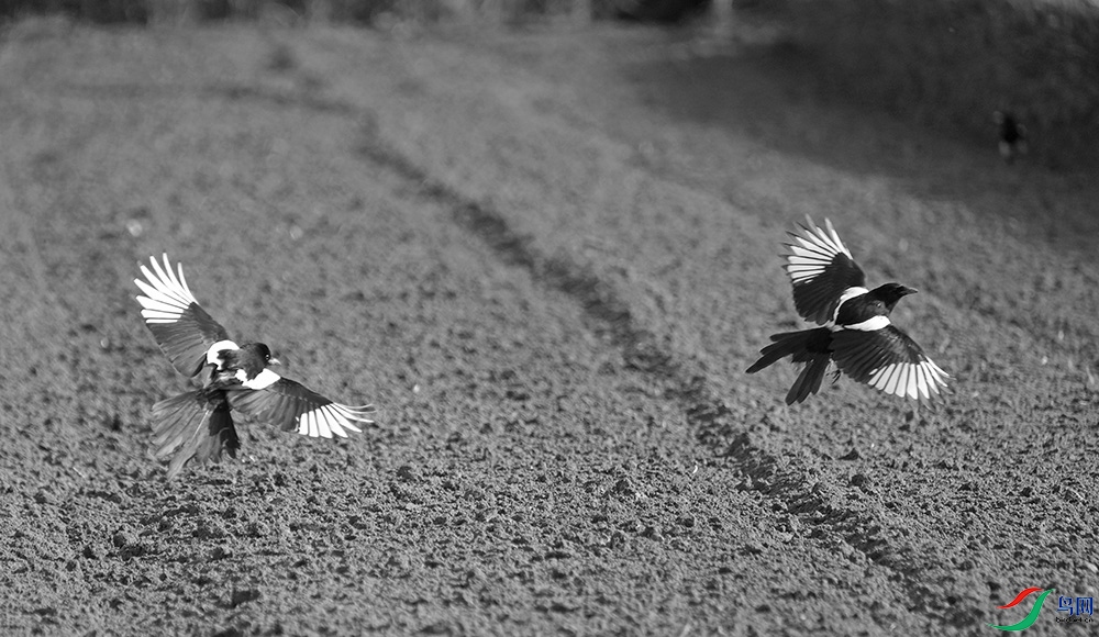 DSCF2950.1.jpg