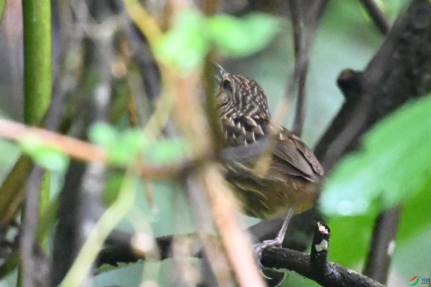 DSC_0540.JPG