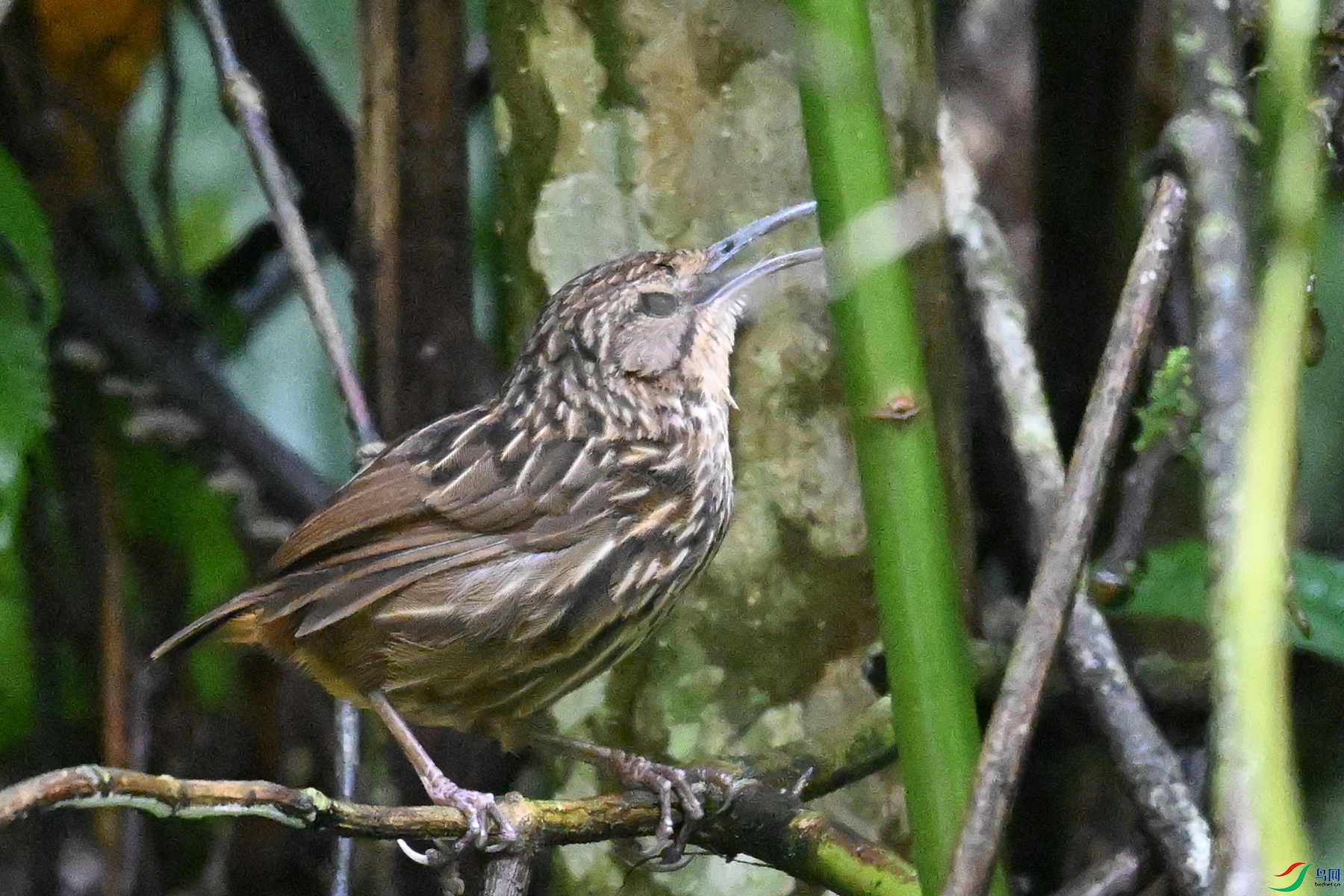 DSC_0568.JPG