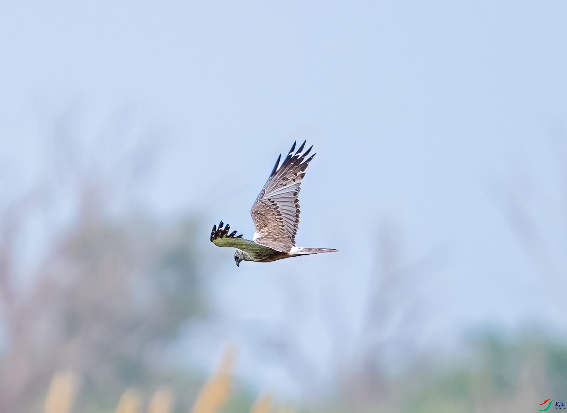 DSC_2105-1.jpg