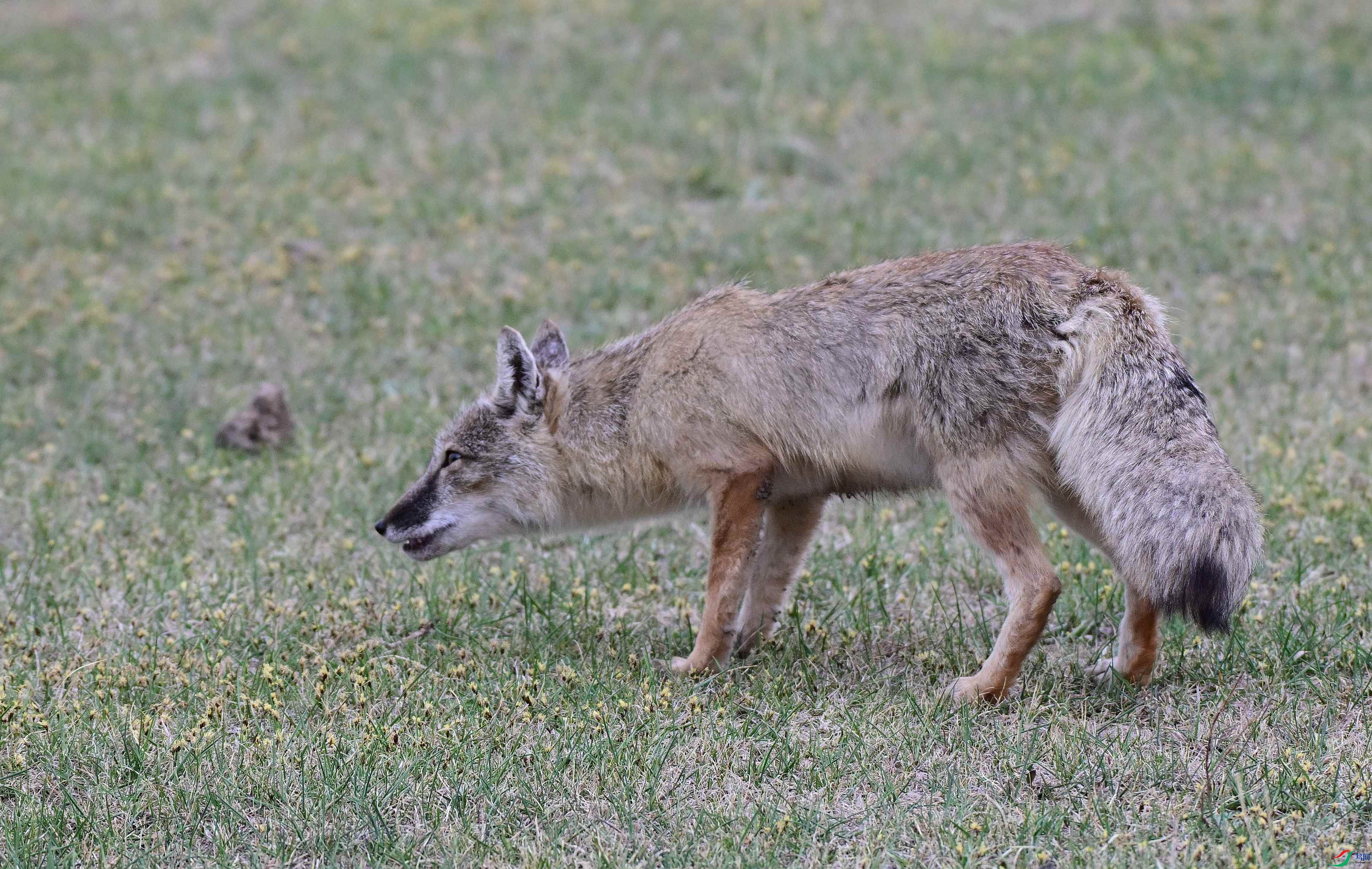 DSC_1786.JPG