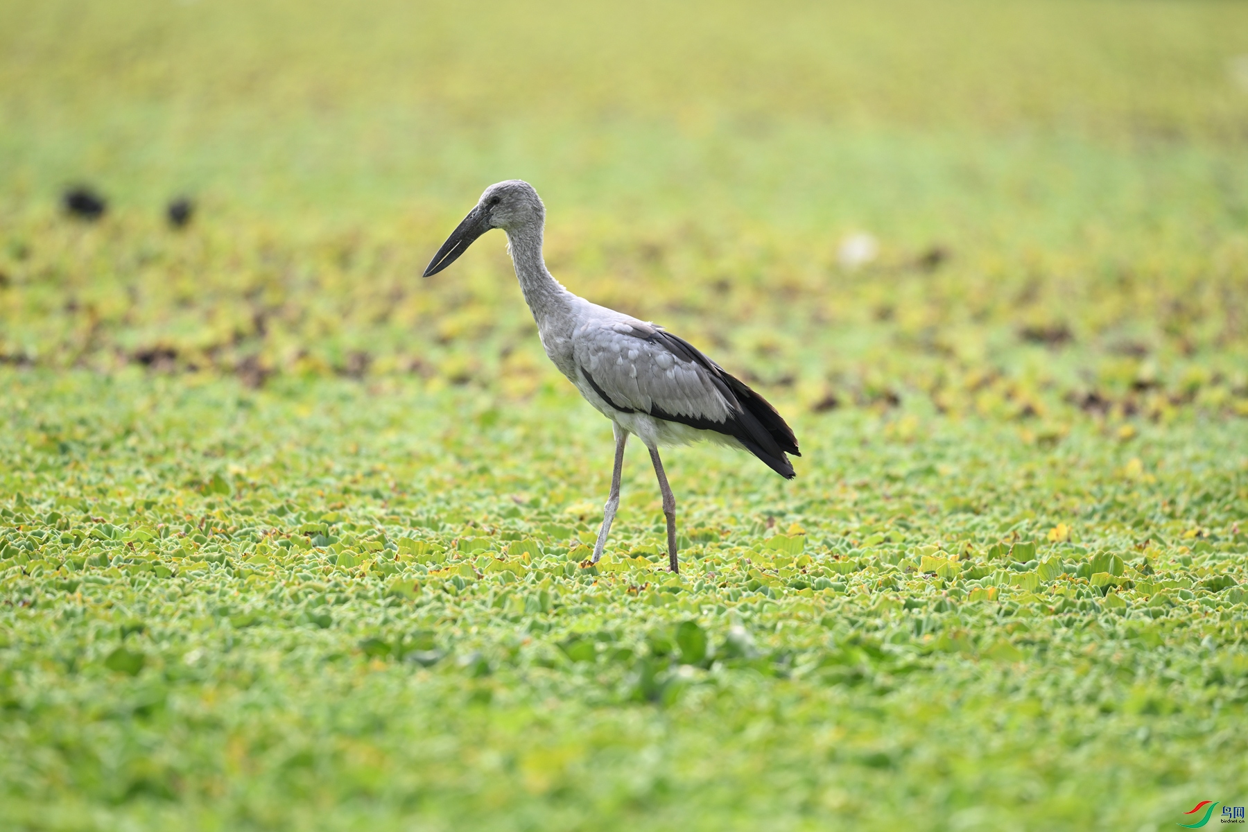 DSC_6168.JPG