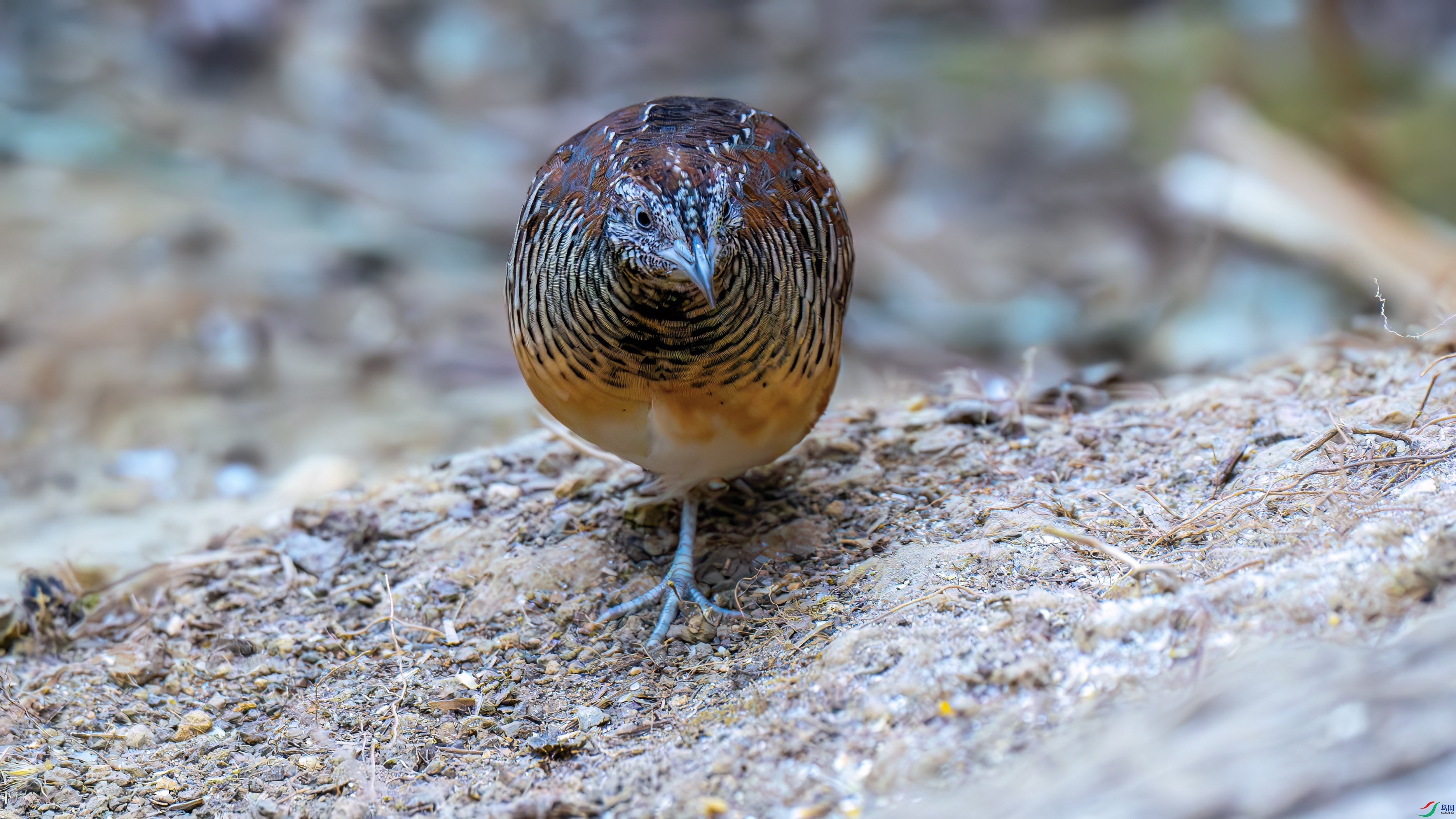 DSC_8188.jpg