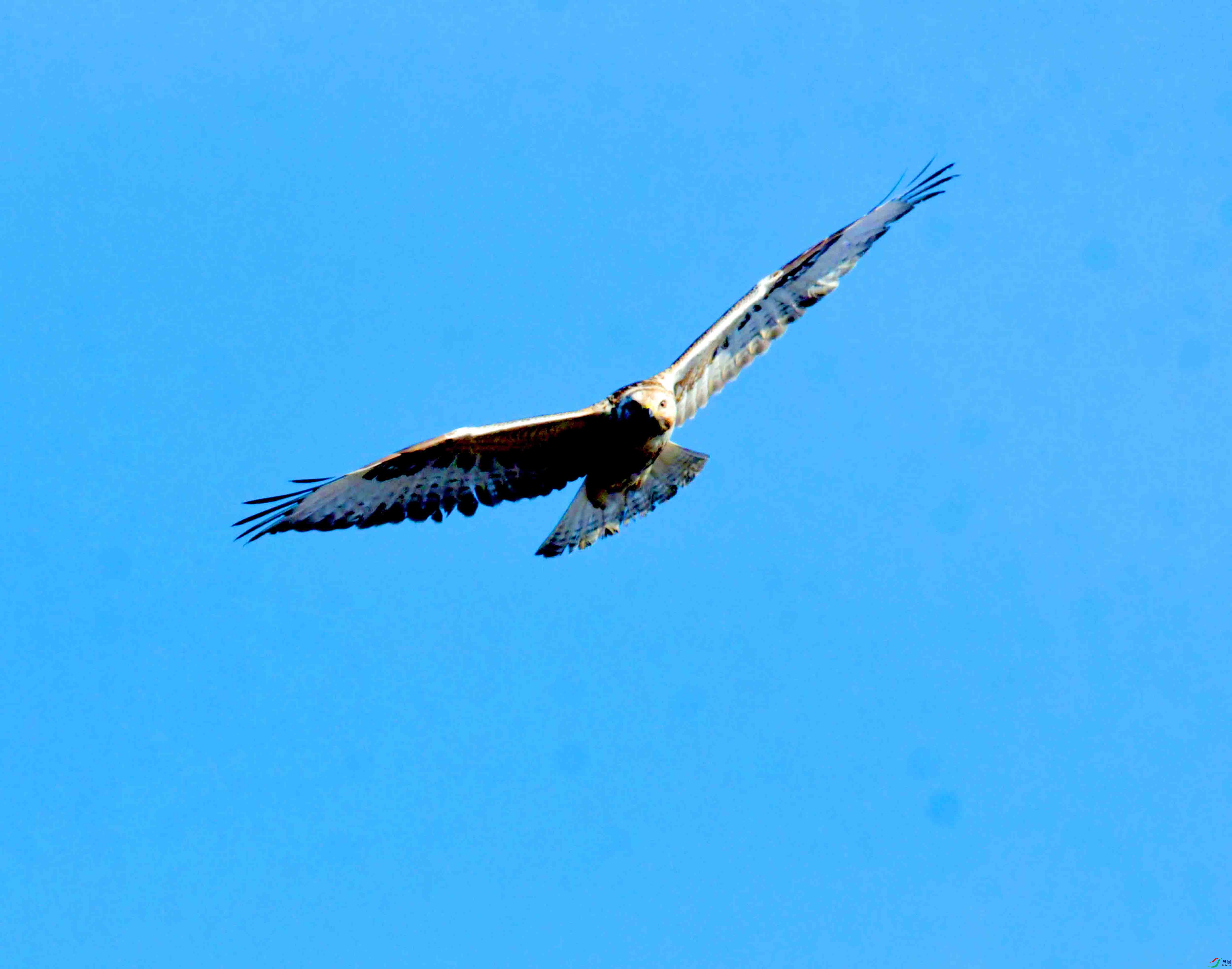 DSC_2642.JPG