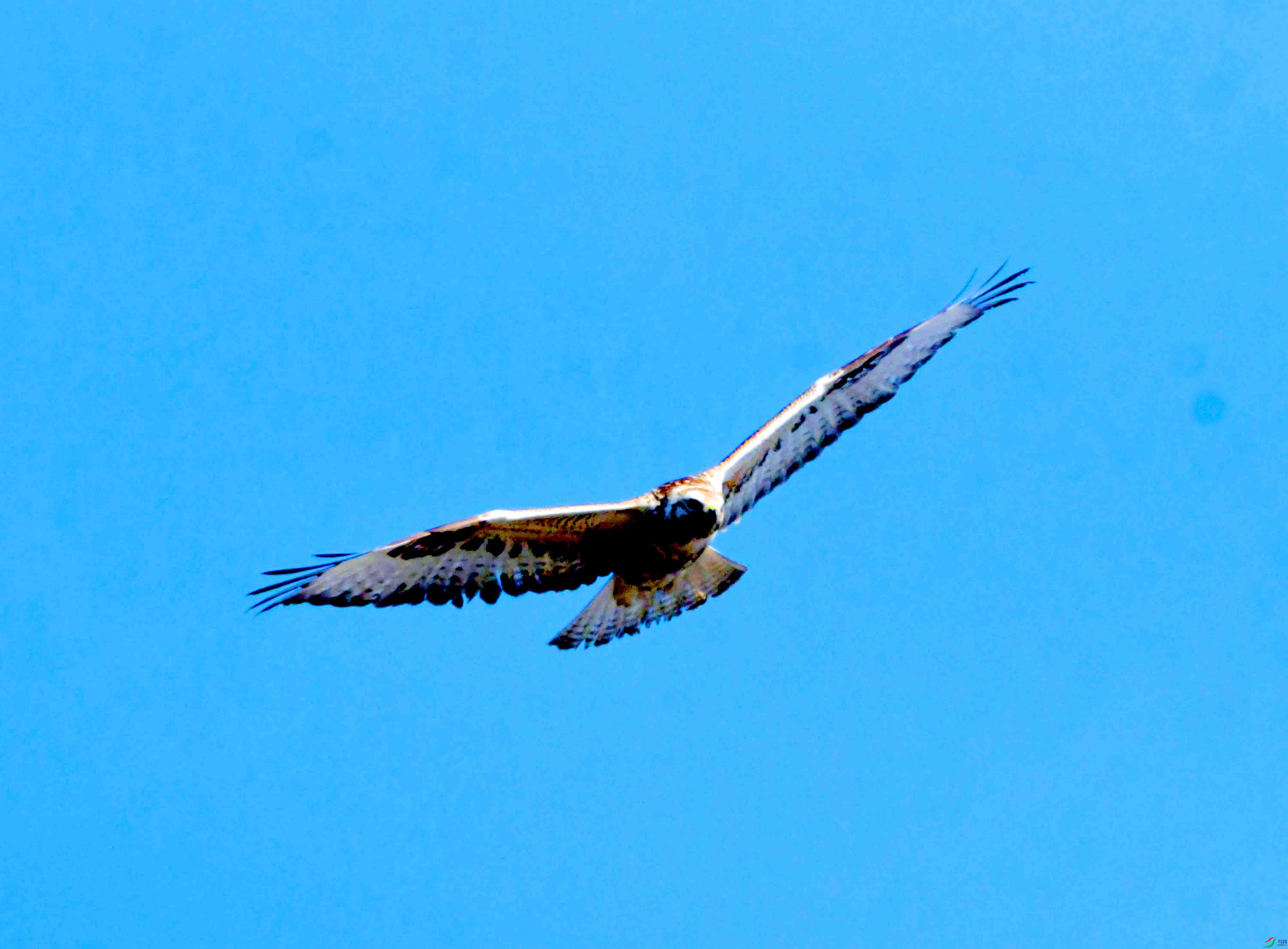 DSC_2662.JPG