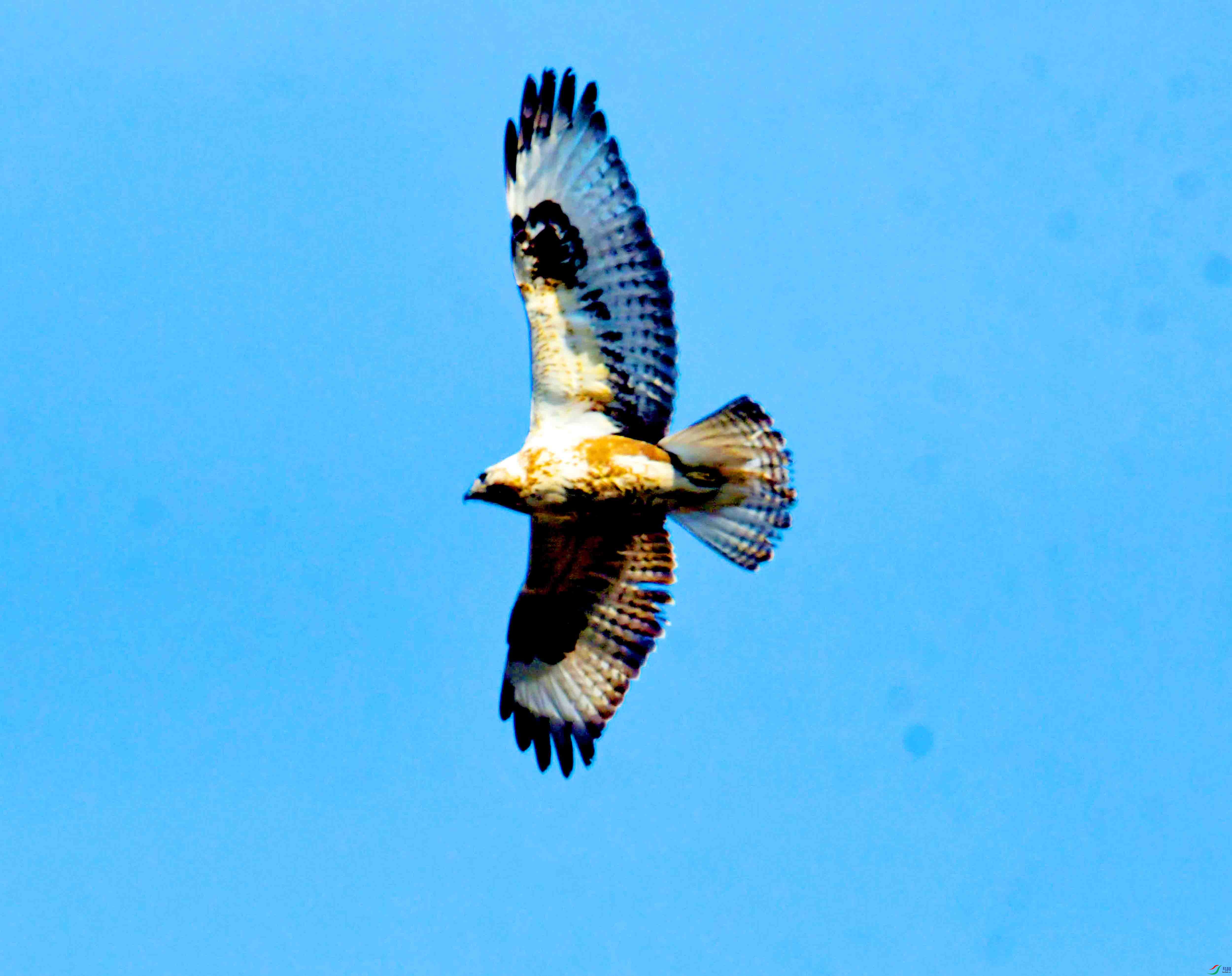 DSC_2668.JPG