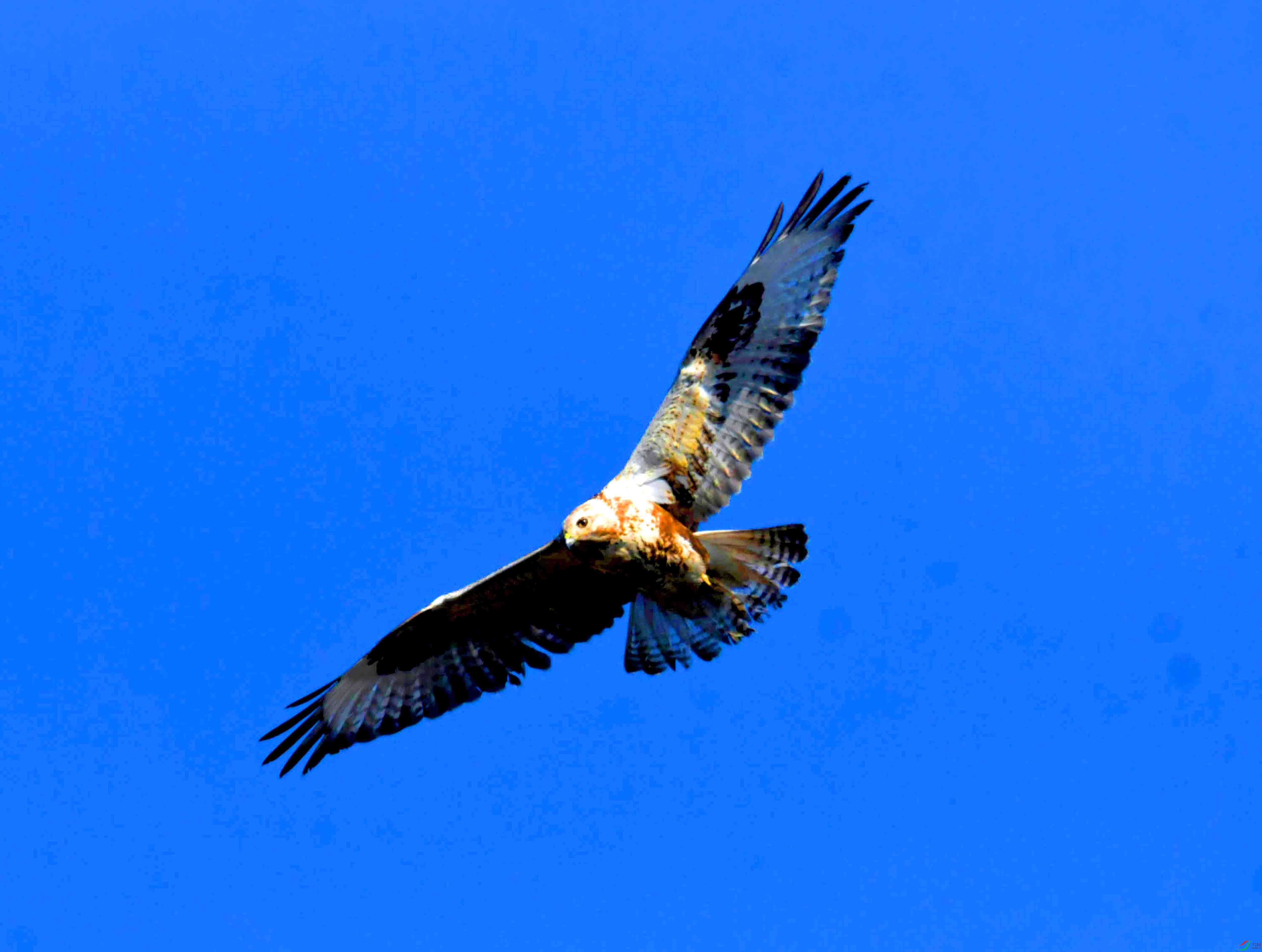 DSC_2681.JPG