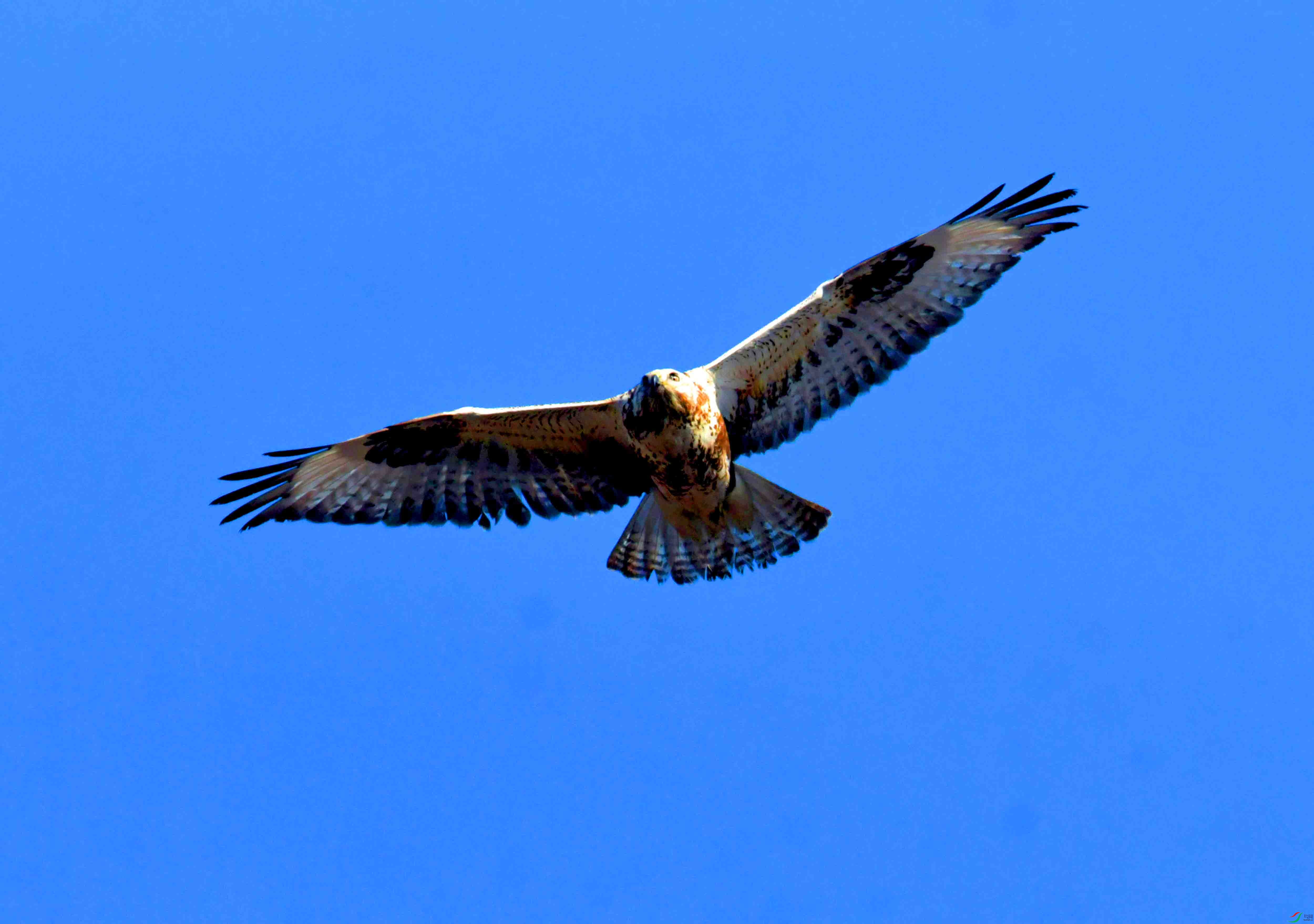 DSC_2679.JPG