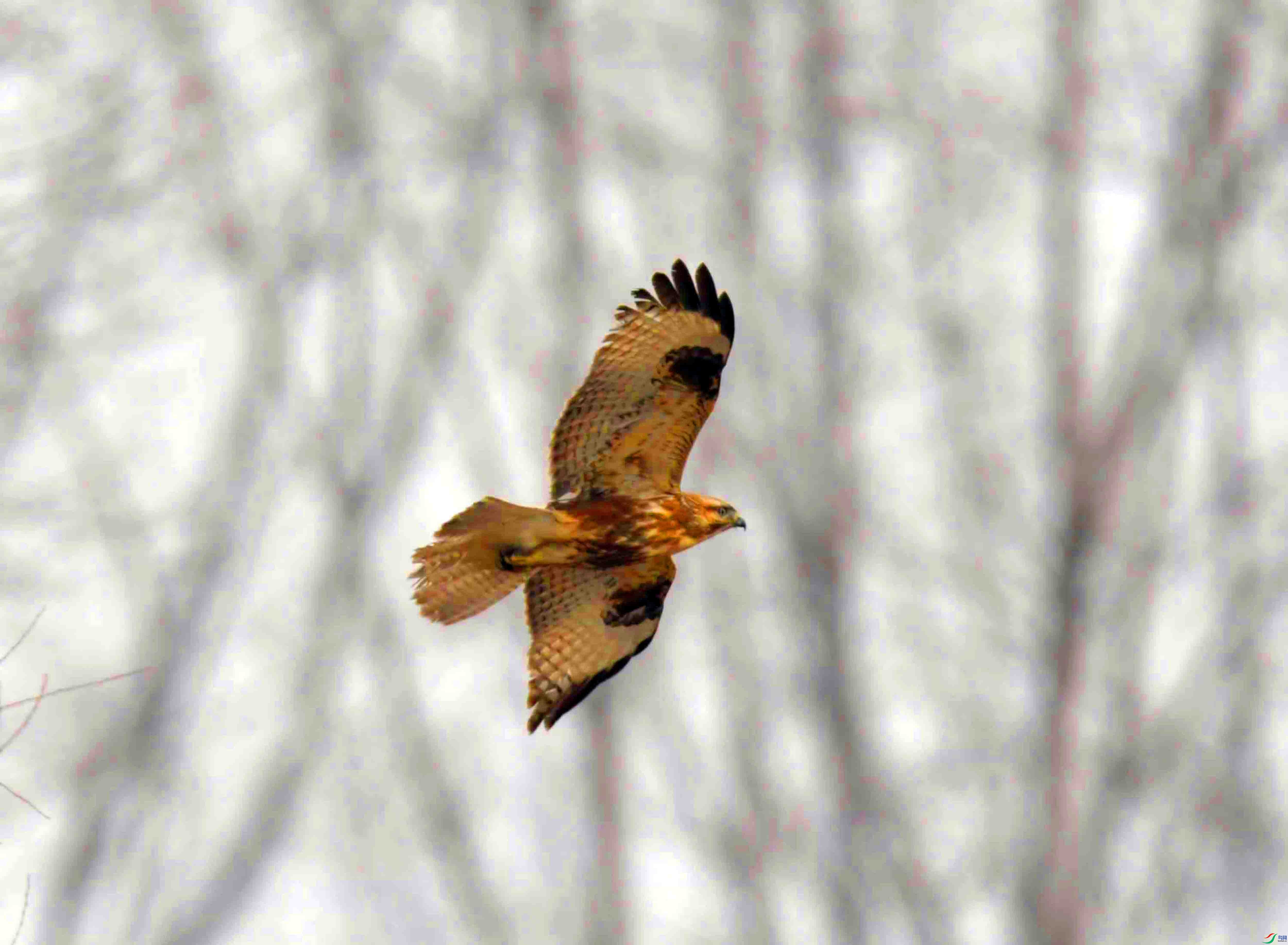 DSC_2687.JPG