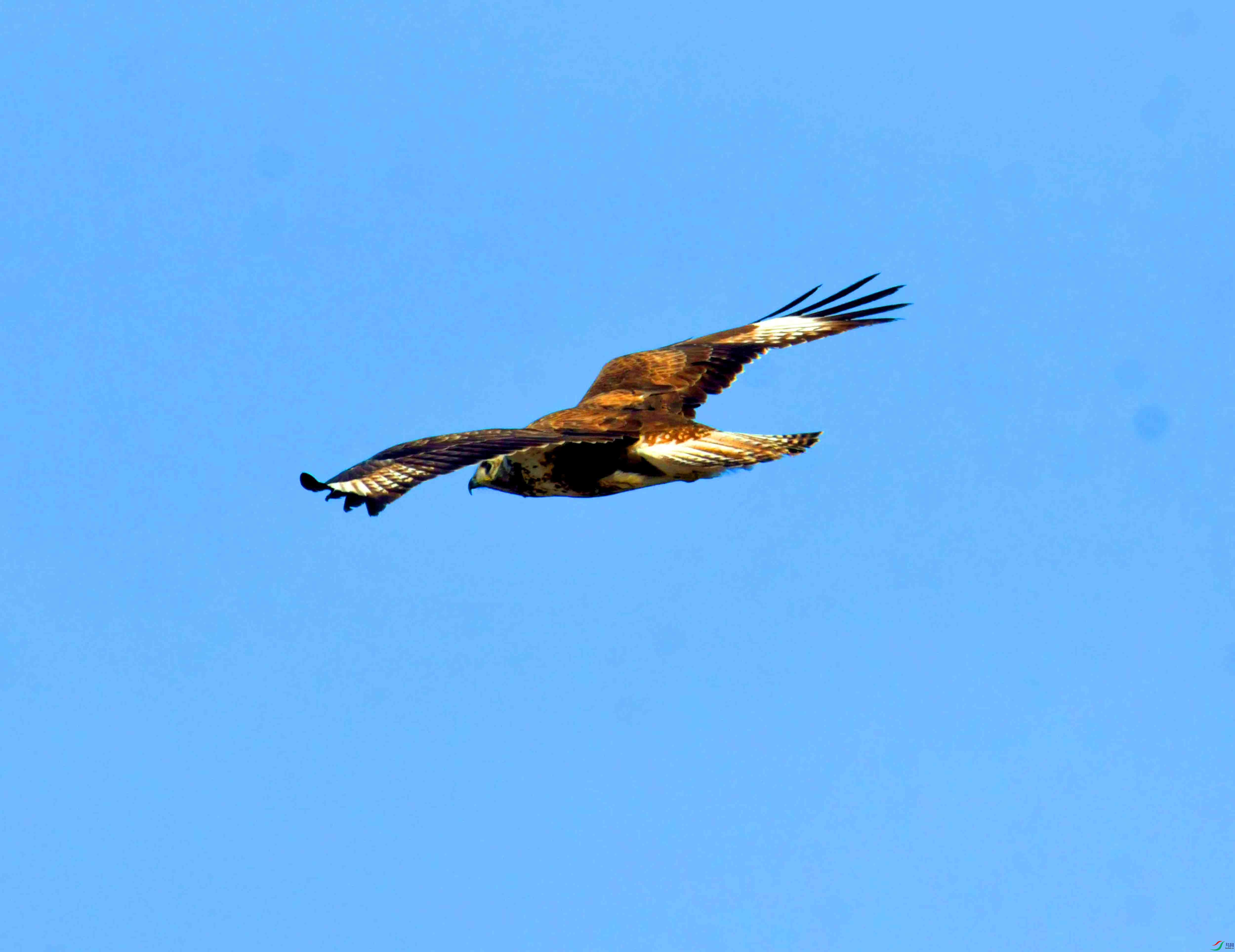 DSC_2698.JPG