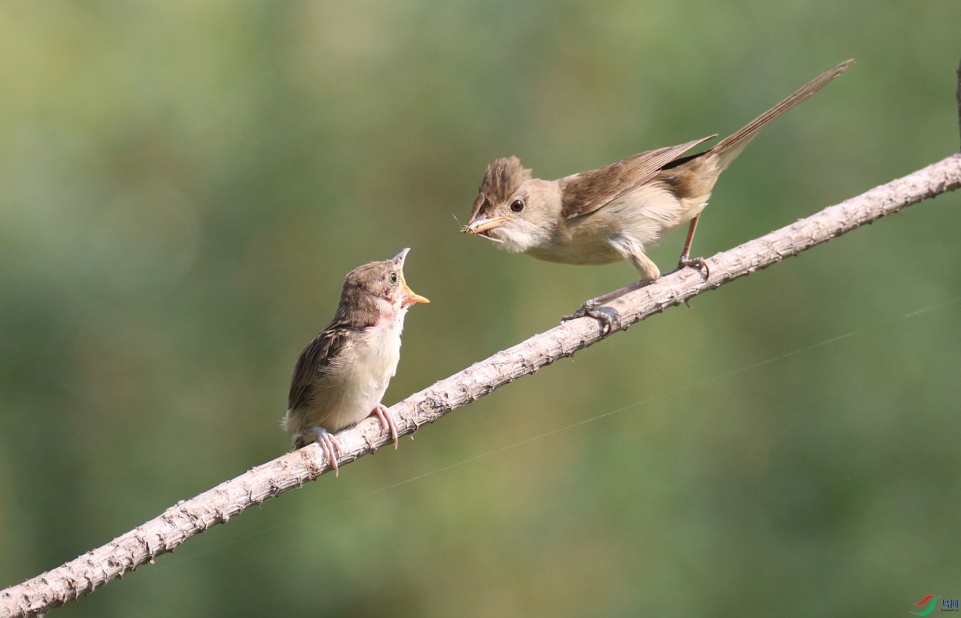 0G1A1300.JPG