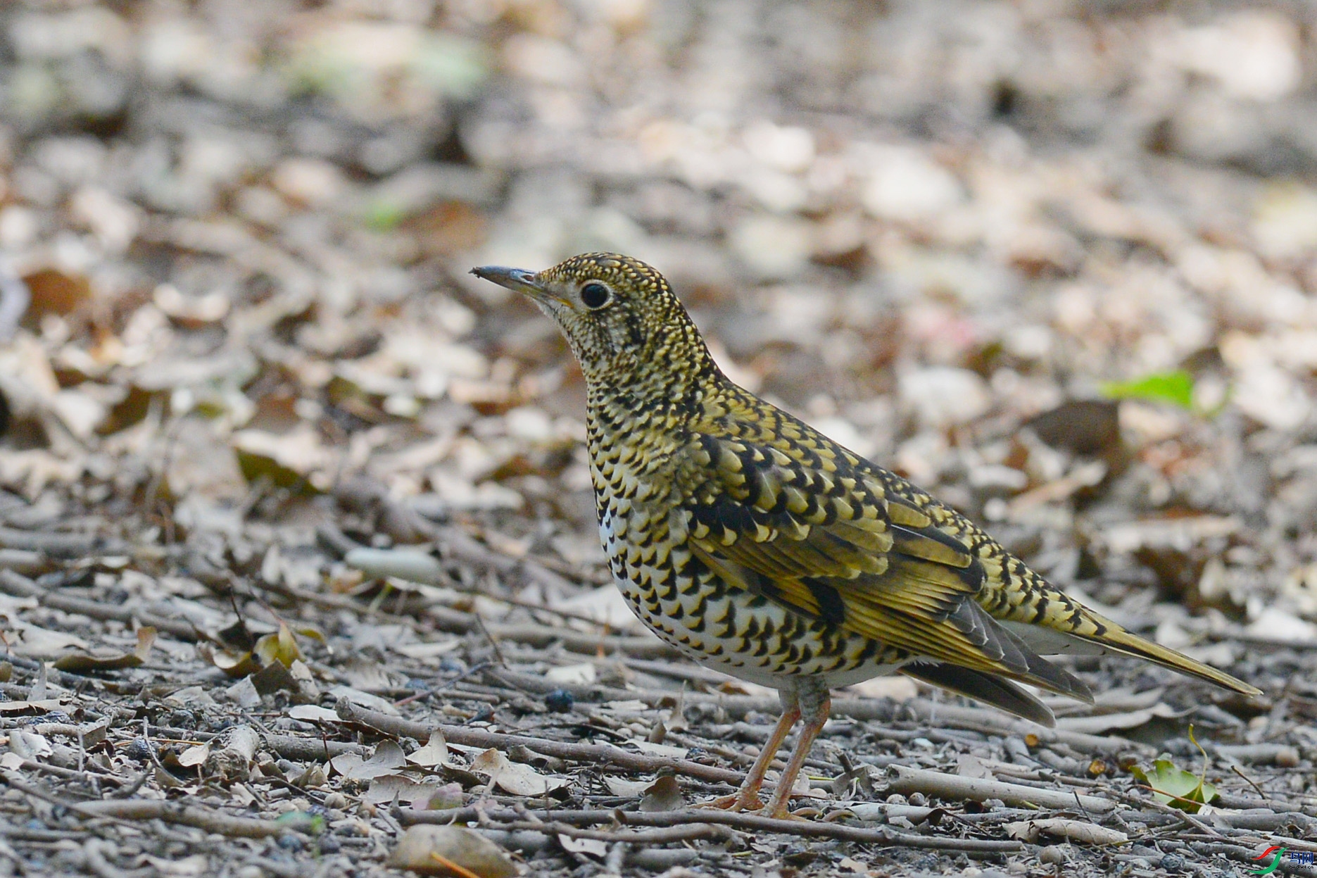 DSC_2031_DxO.jpga.jpg