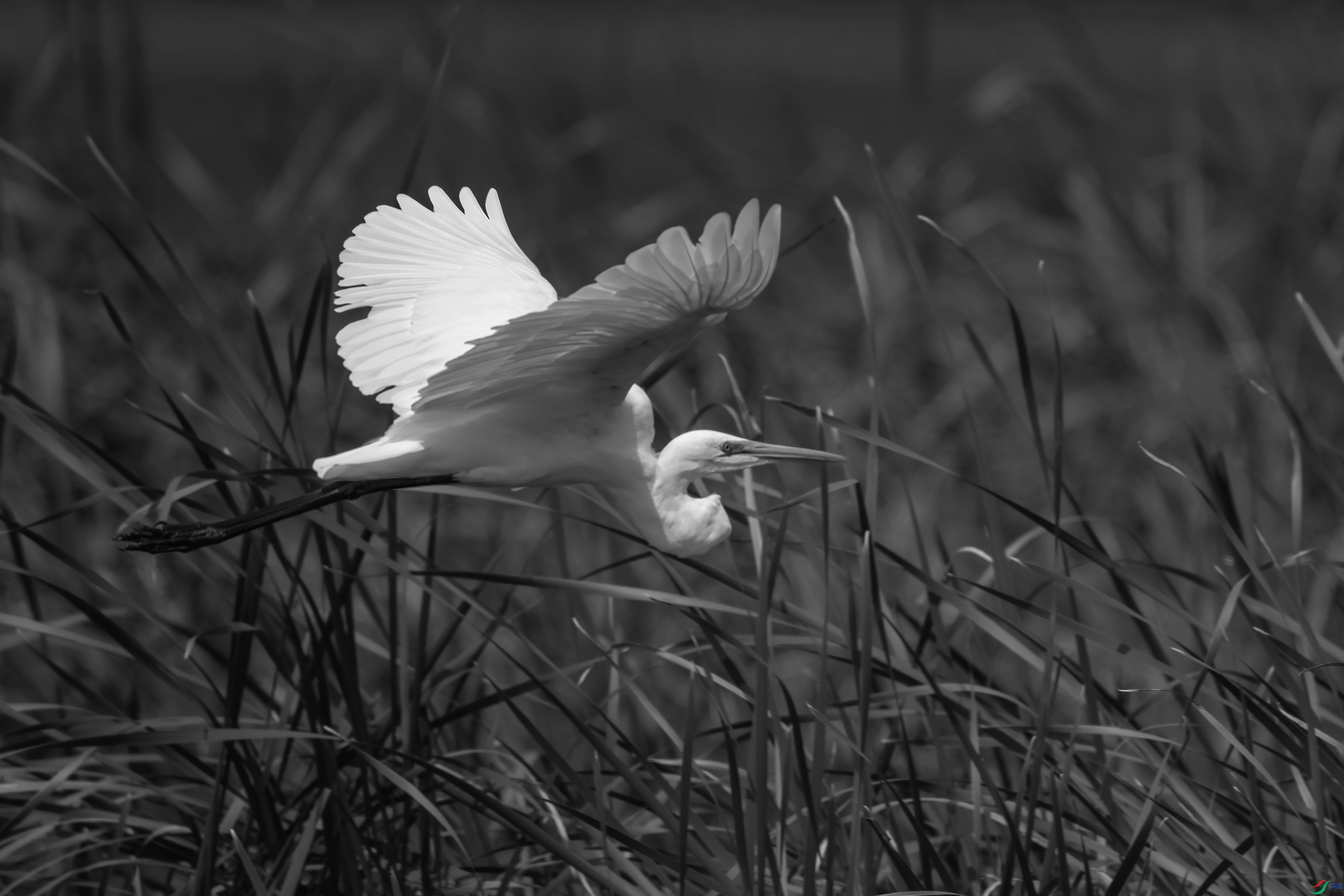 DSC_4429-����.jpg