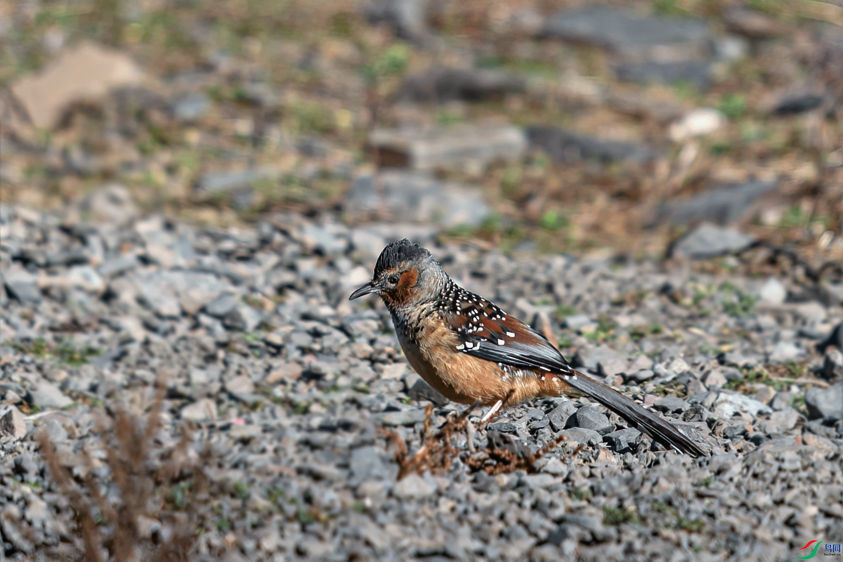 _DSC6613-11.gif