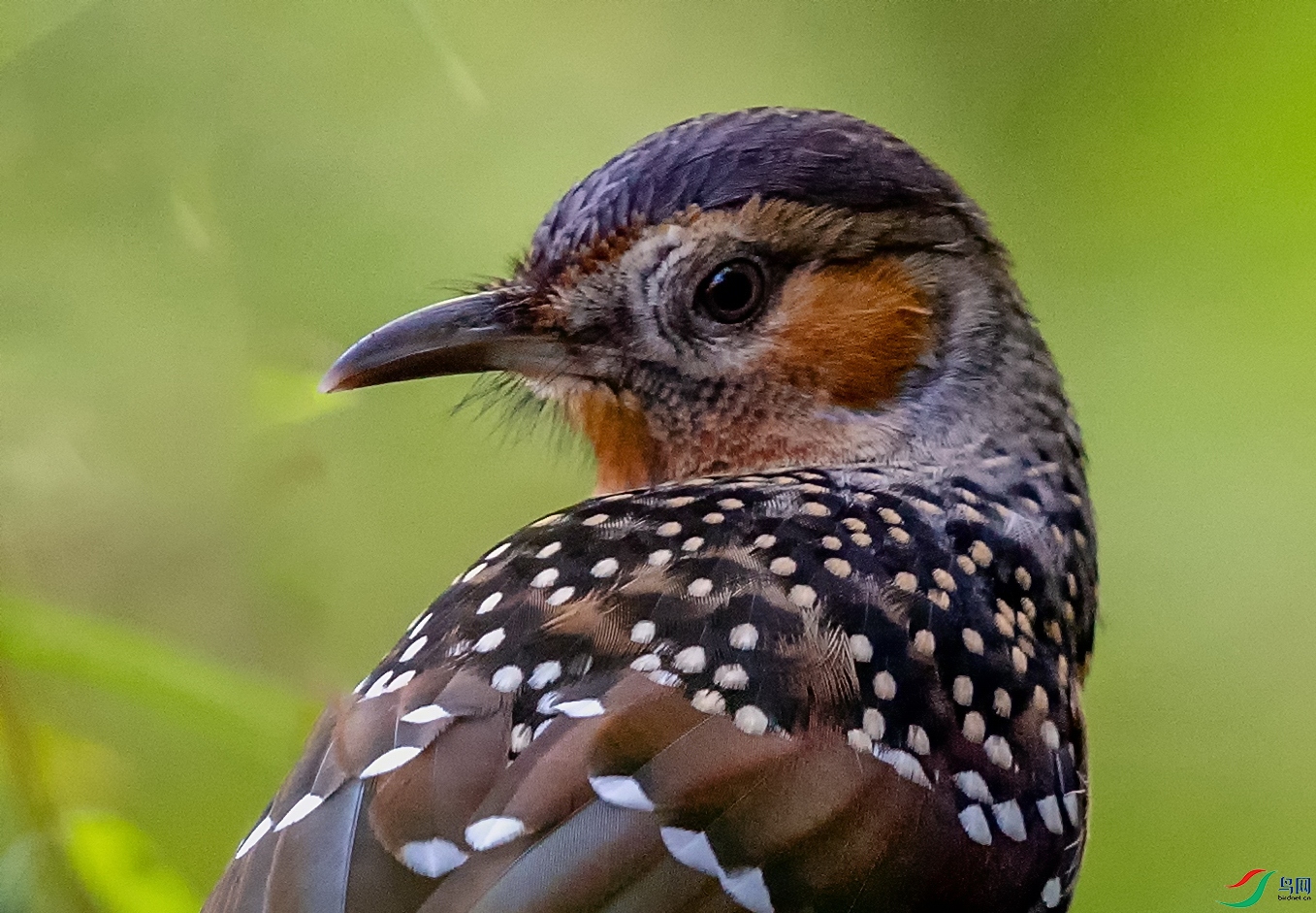 DSC_8797-1v.jpg