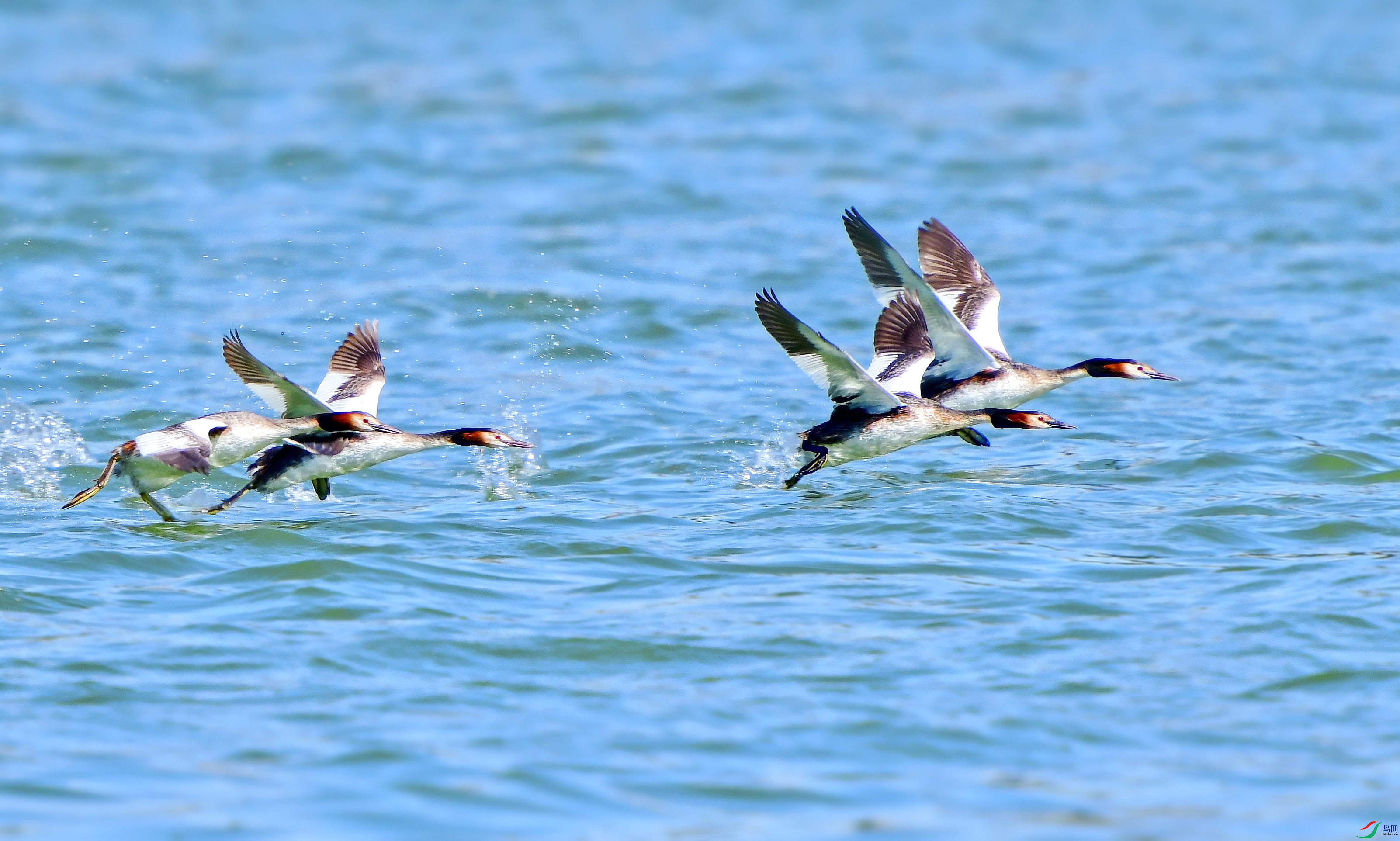 DSC_6244_conew5.jpg