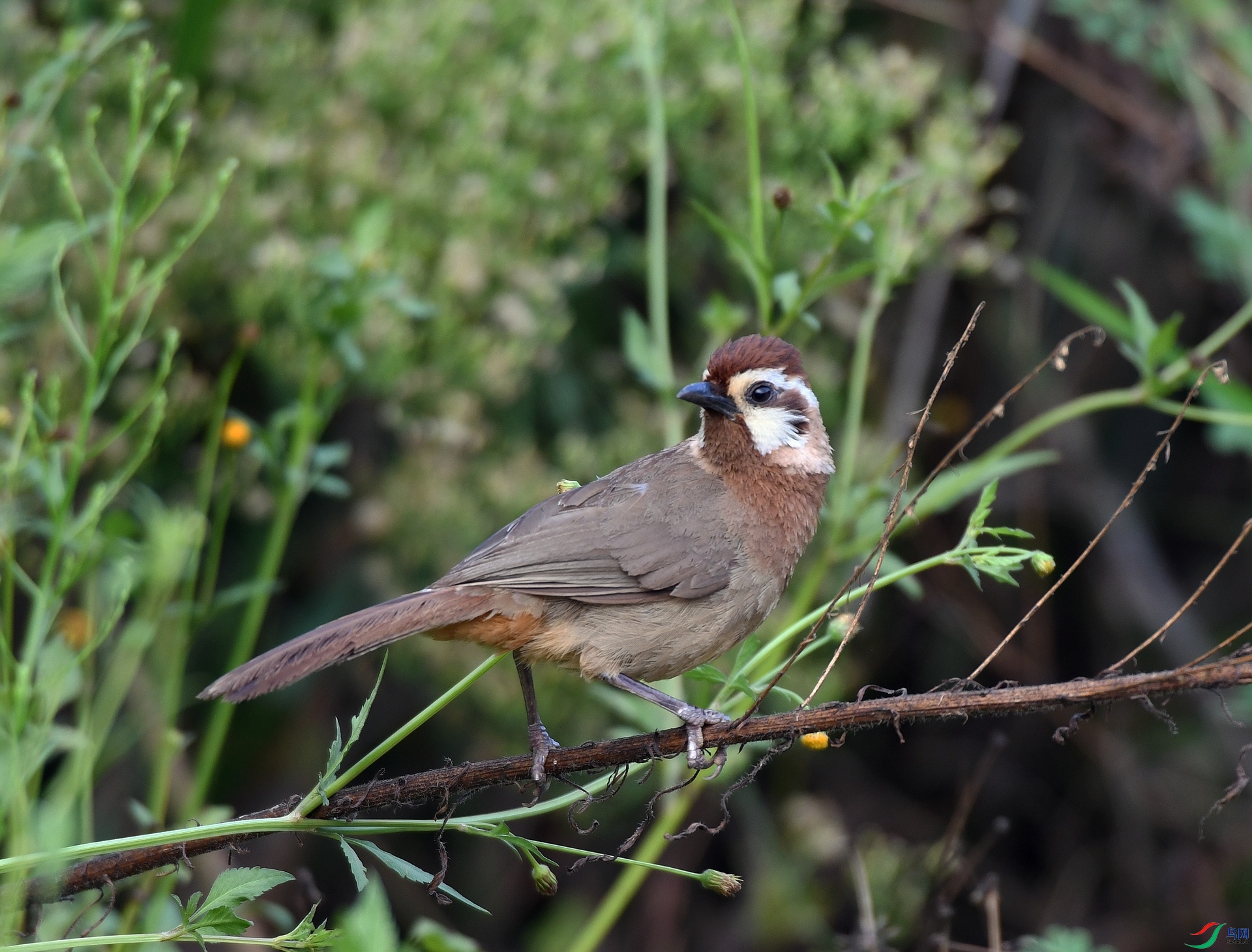 DSC_4408.jpg