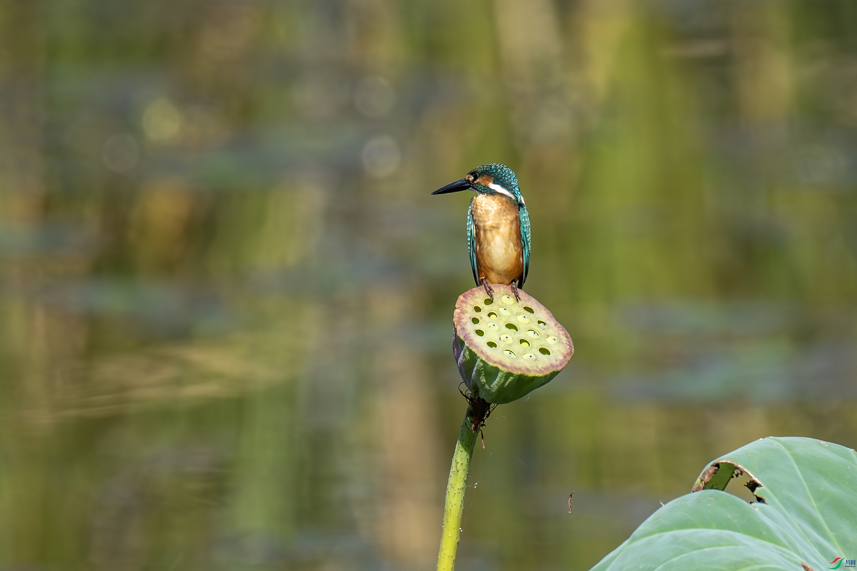 DSC_0940-����.jpg