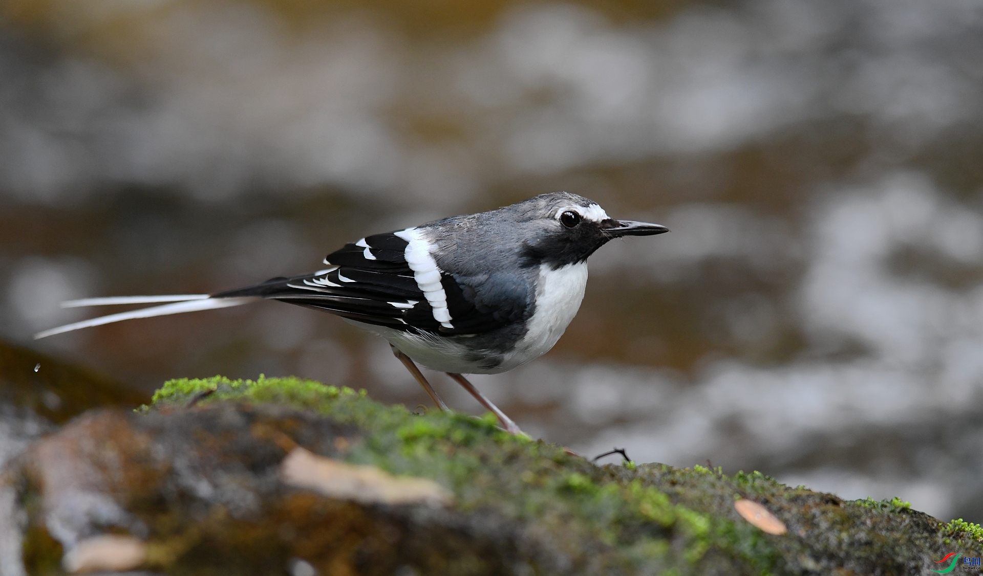 DSC_4172.jpg
