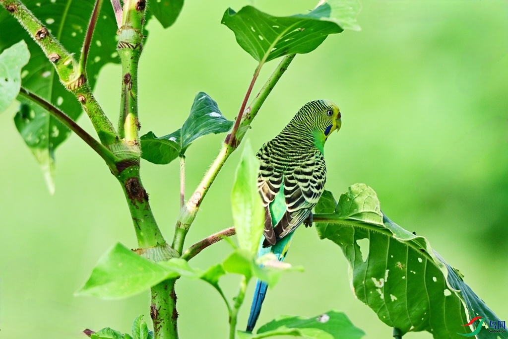 DSC_4732.JPG
