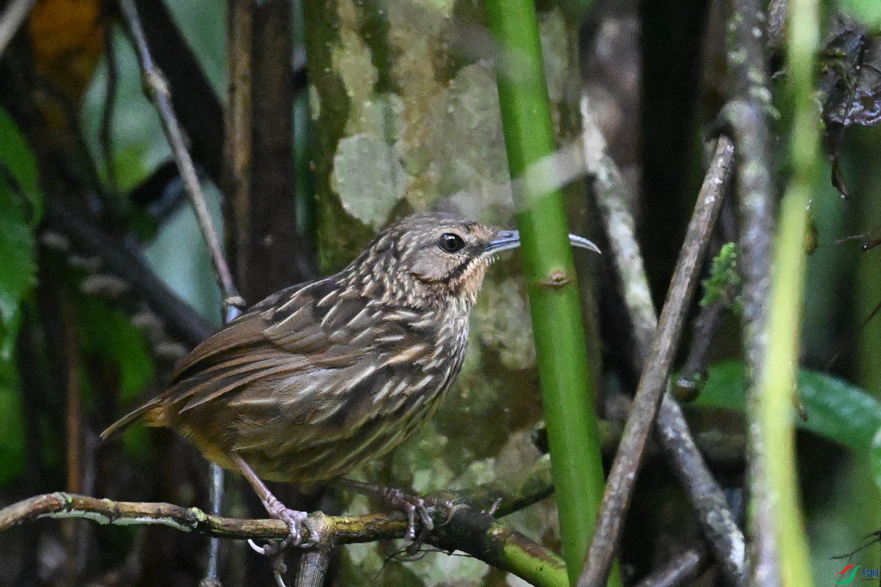 DSC_0577.JPG