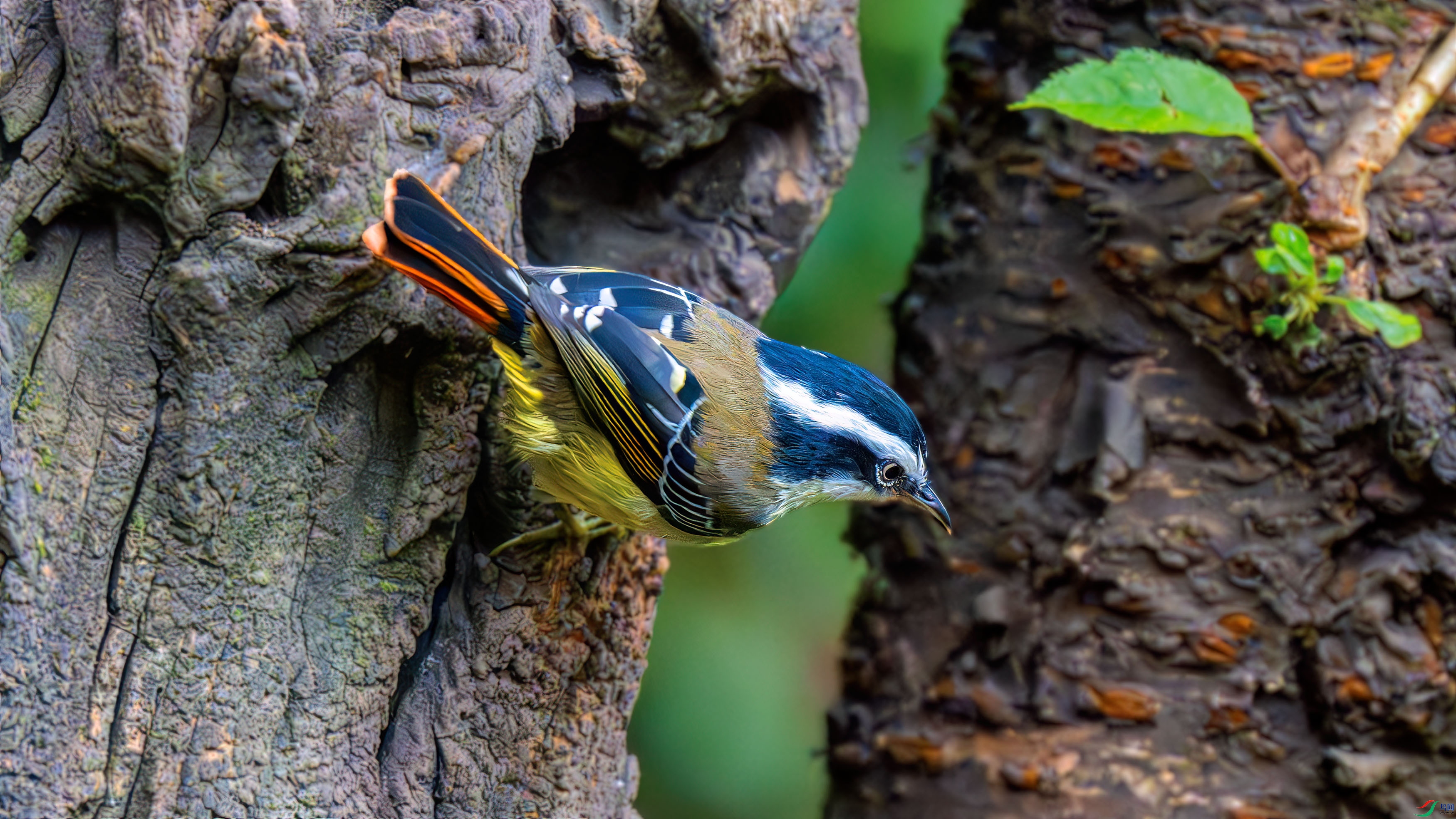 DSC_3080.jpg