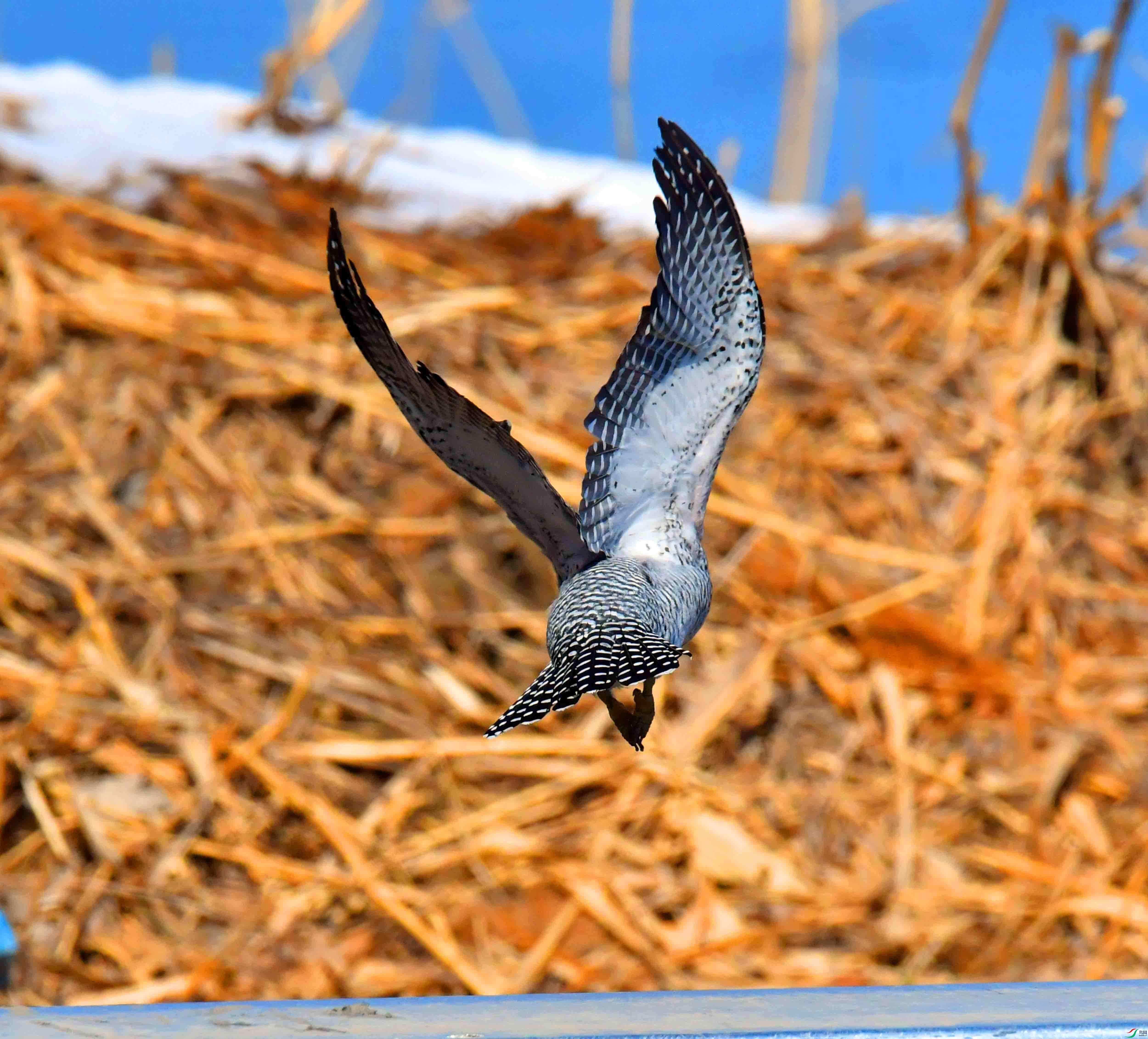 DSC_3959.JPG