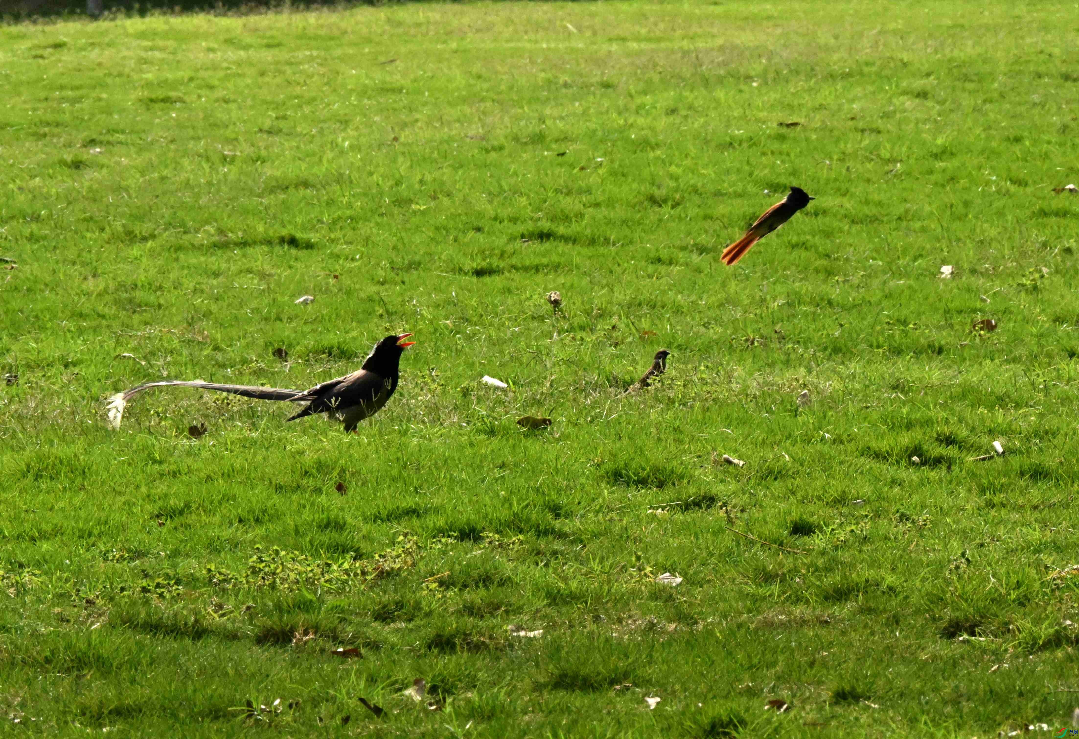 DSC_9433.JPG